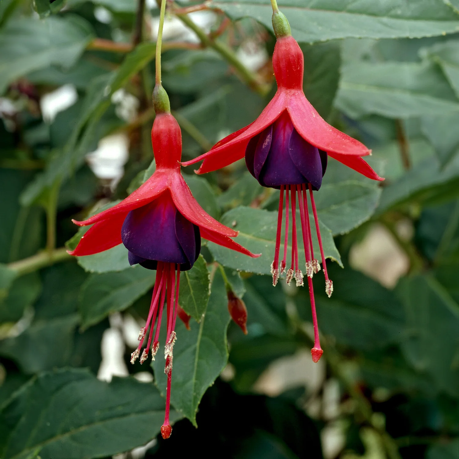 Fuchsia Mrs. Popple - Image 4