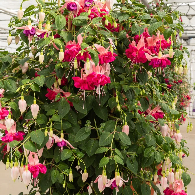 Fuchsie 'Bella Rosella' (x3) - Image 3