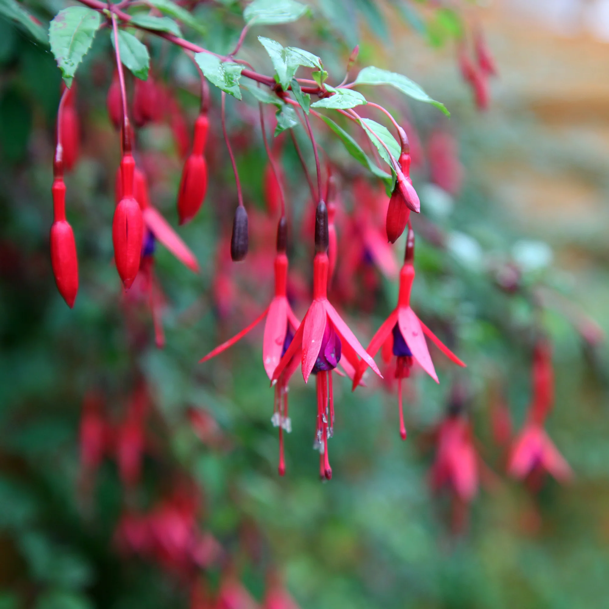 Fuchsien Brilliant (x3) - Image 2