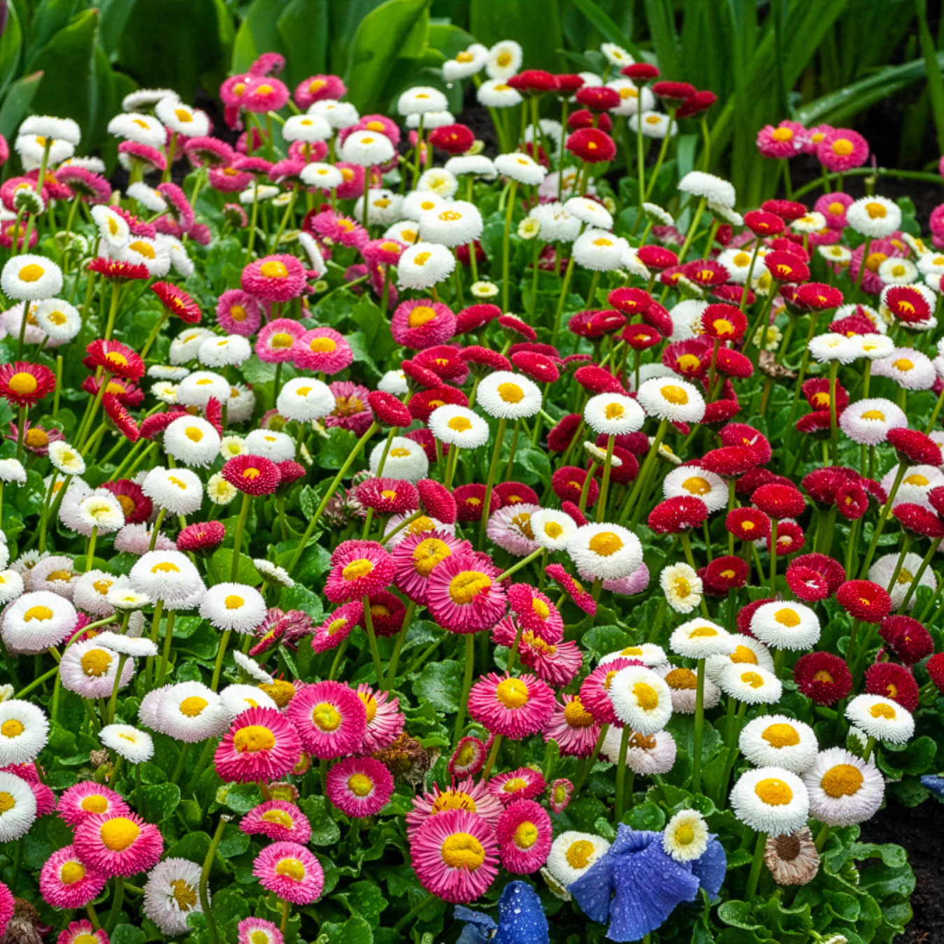 Gänseblümchen Mischung (x2) - Image 2