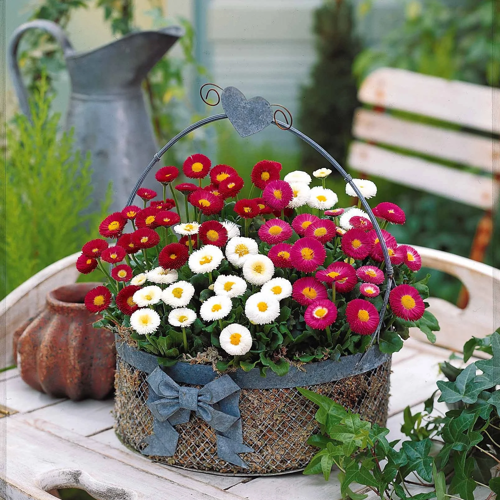 Gänseblümchen Mischung (x2) - Image 5