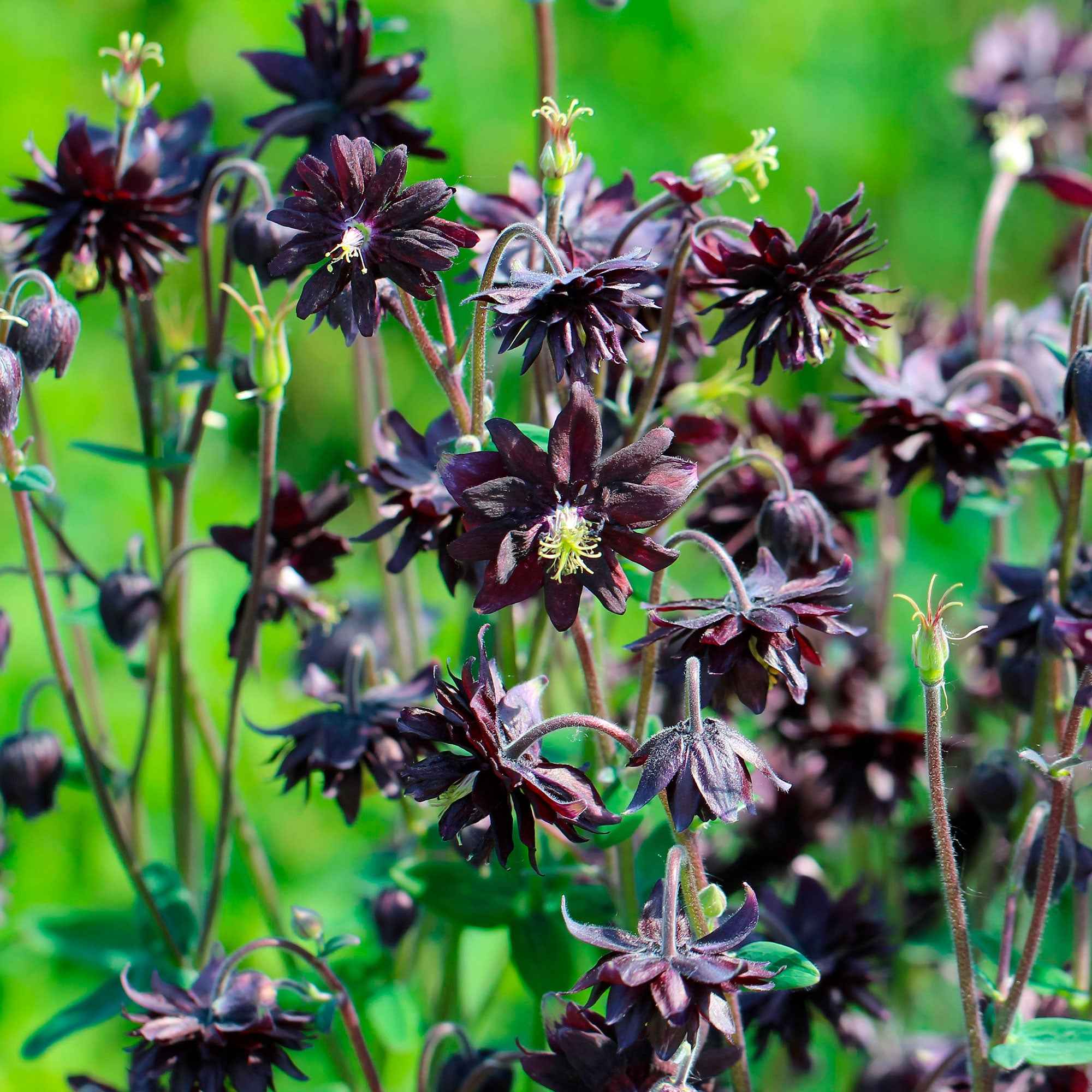 Garten-Akelei 'Black Barlow' - Image 3