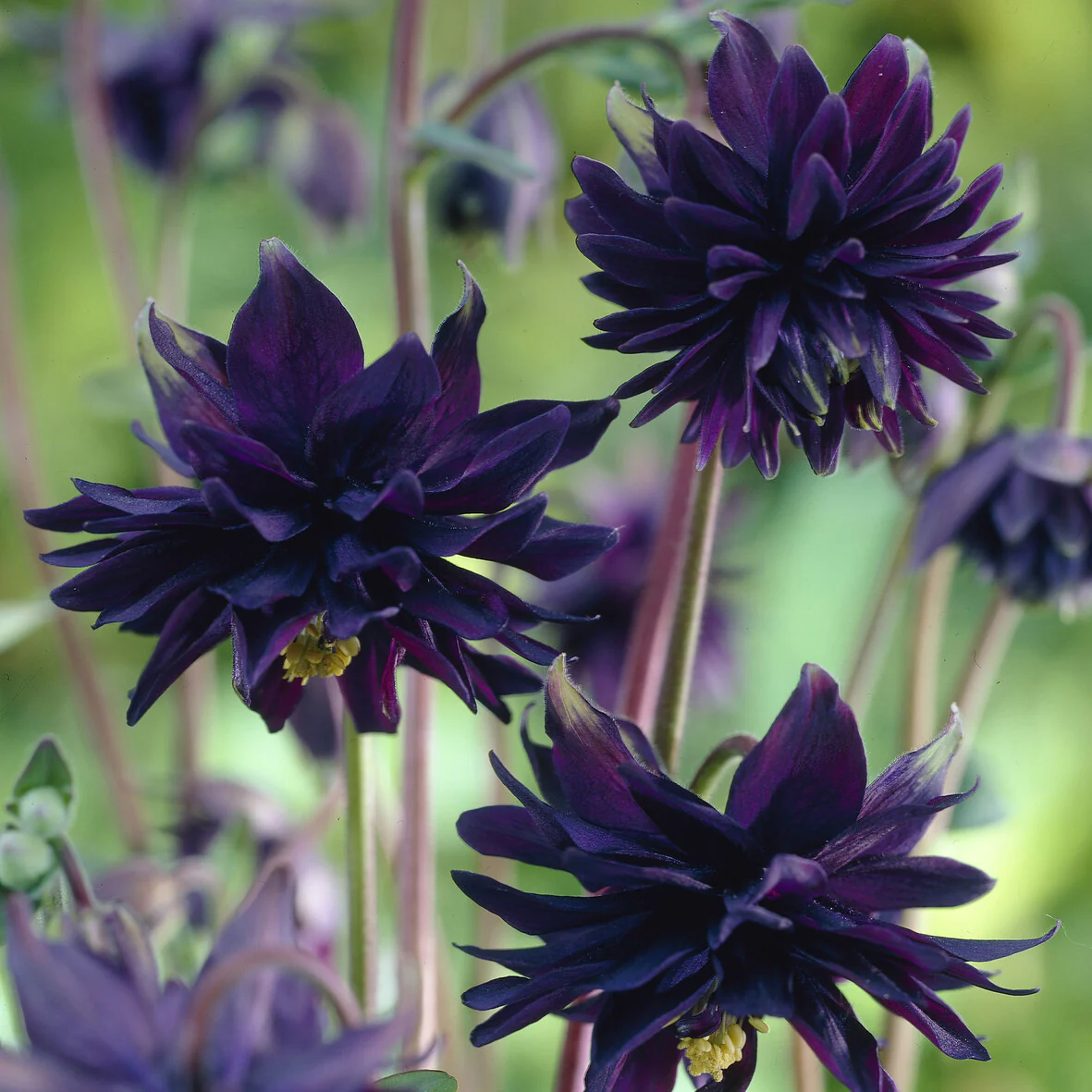 Garten-Akelei 'Black Barlow' - Image 4