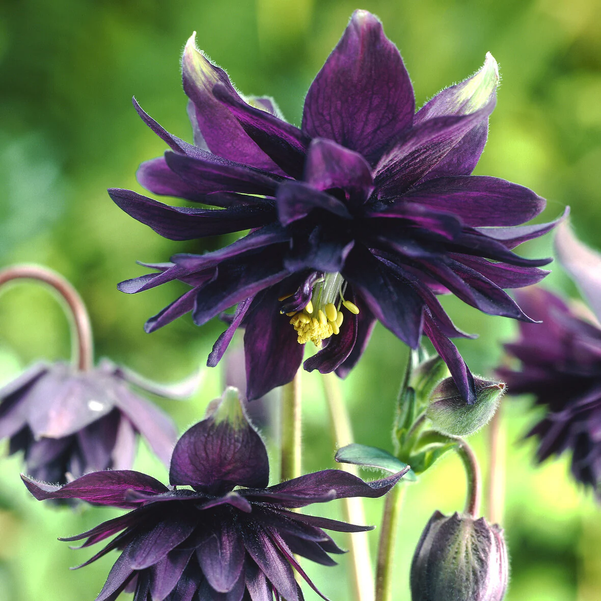 Garten-Akelei 'Black Barlow' - Image 5
