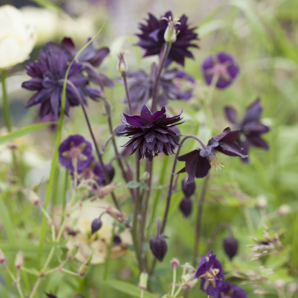 Garten-Akelei 'Black Barlow' - Image 6