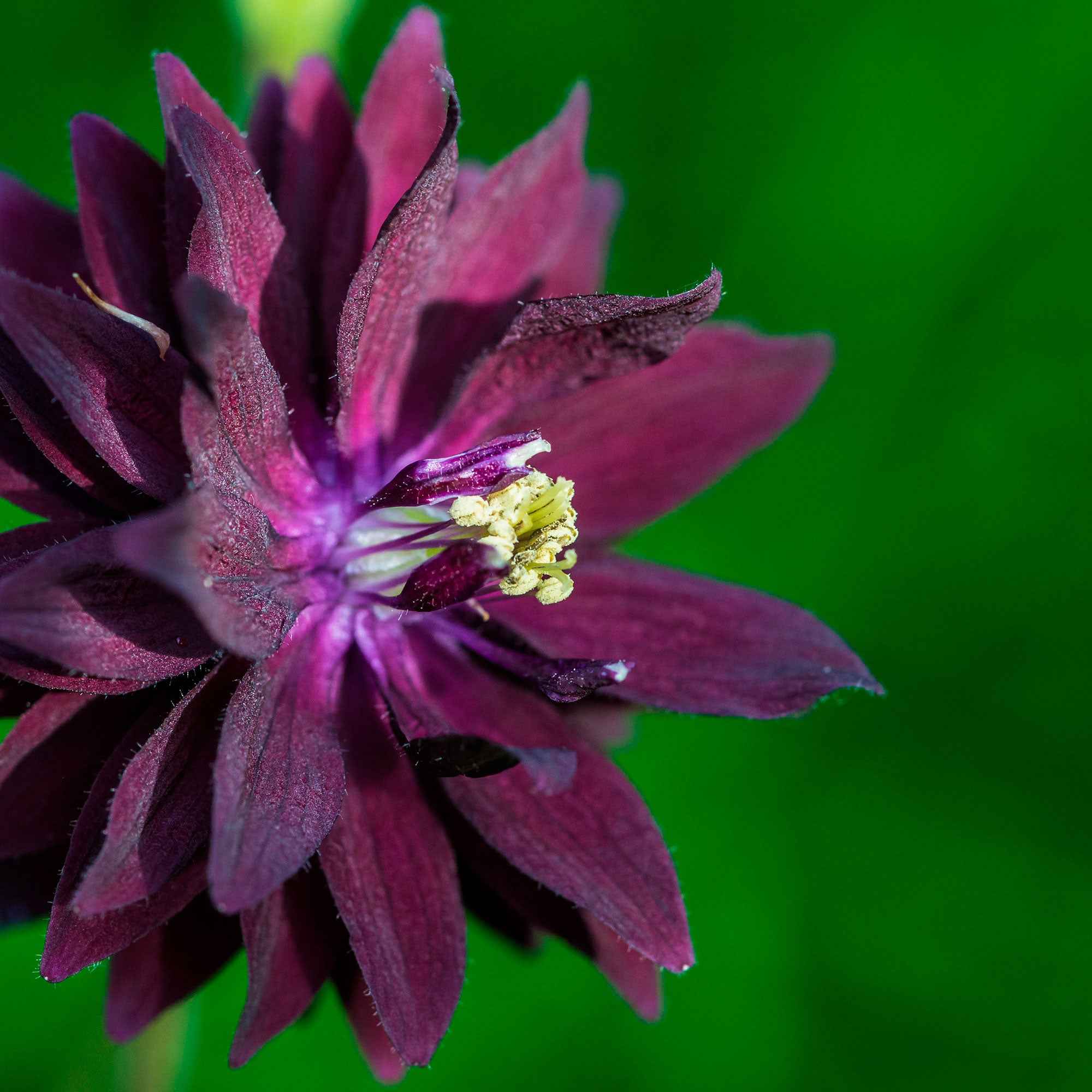 Garten-Akelei 'Black Barlow' - Image 7