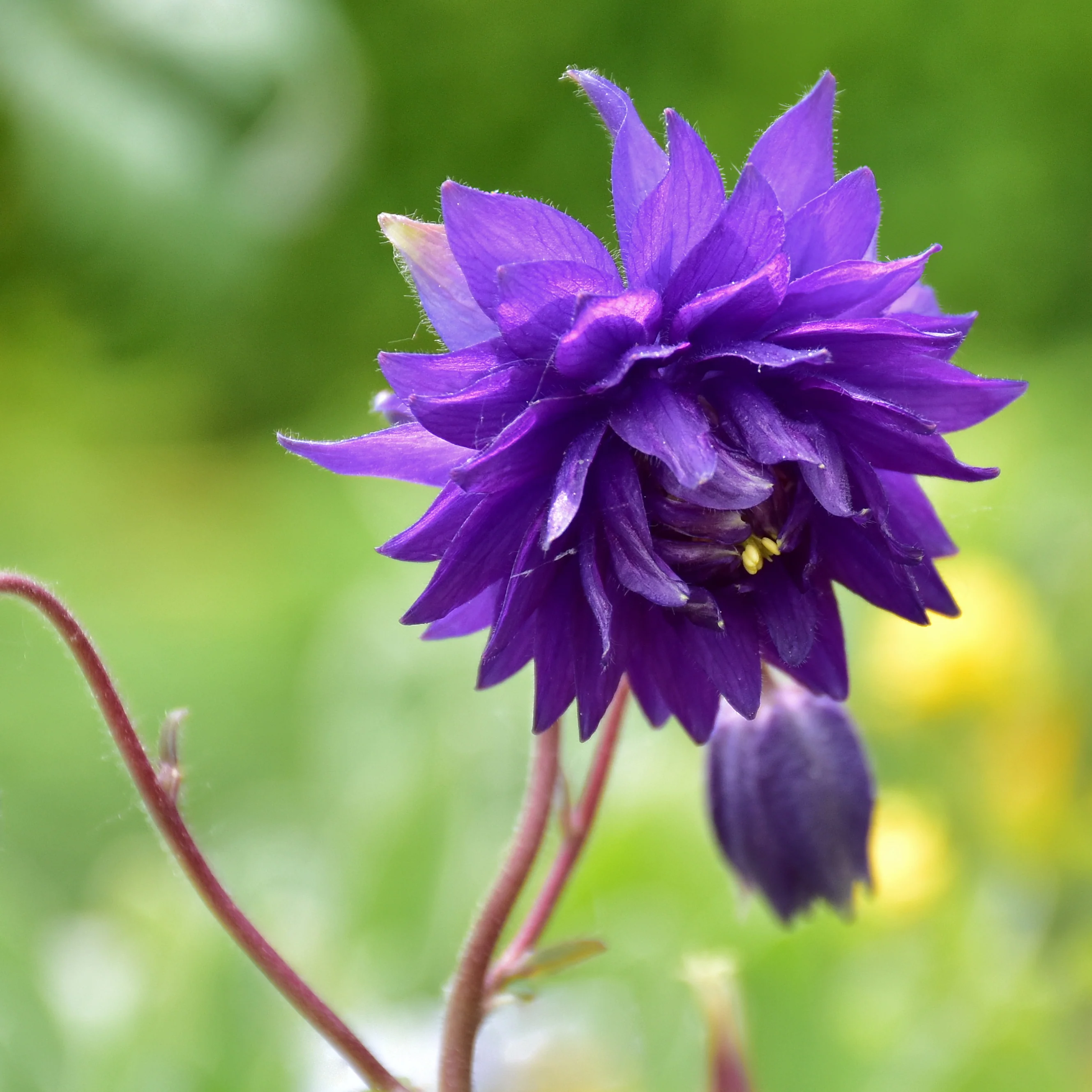 Garten-Akelei 'Blue Barlow' - Image 3