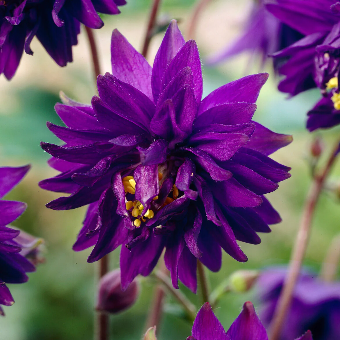 Garten-Akelei 'Blue Barlow' - Image 4