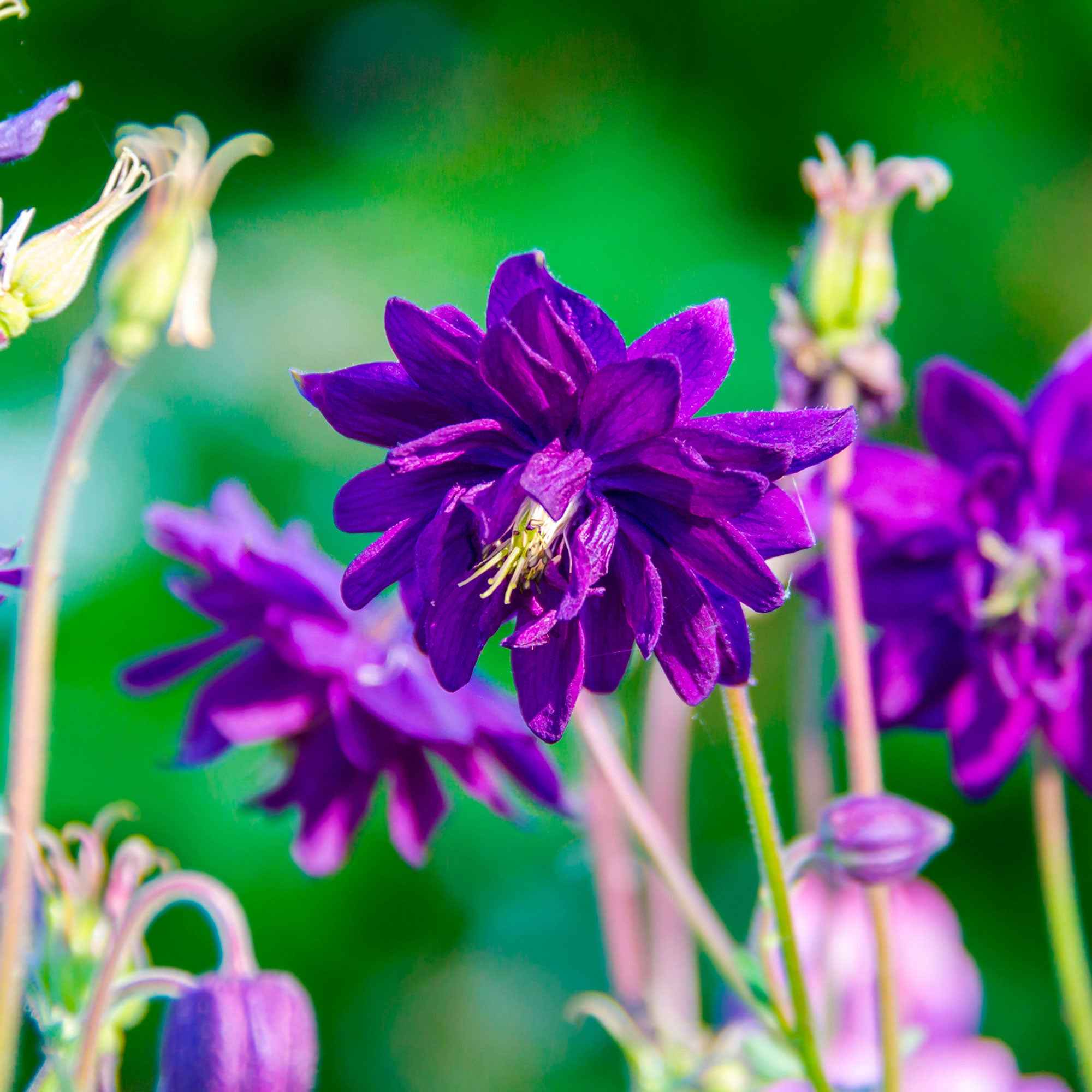 Garten-Akelei 'Blue Barlow' - Image 5