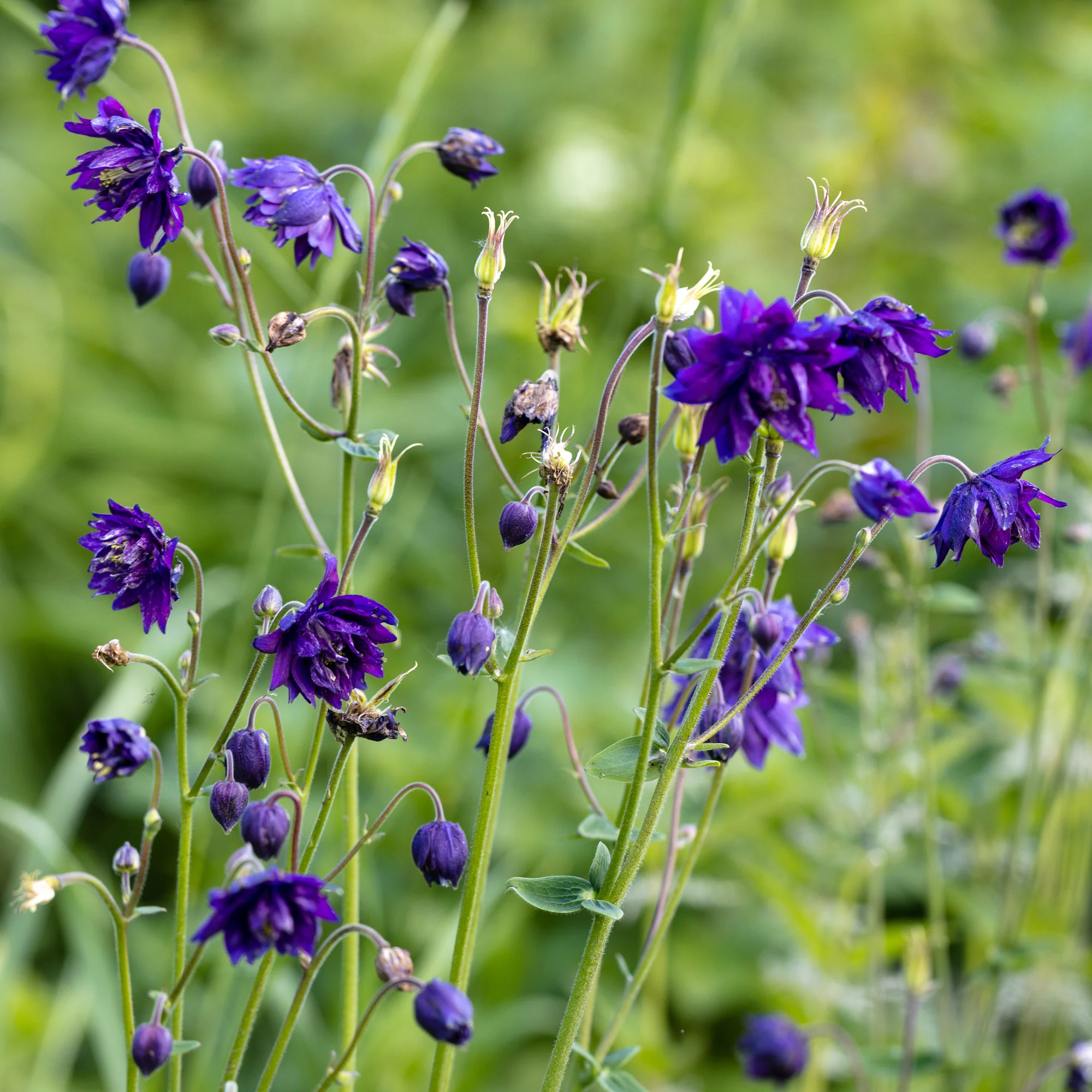Garten-Akelei 'Blue Barlow' - Image 6