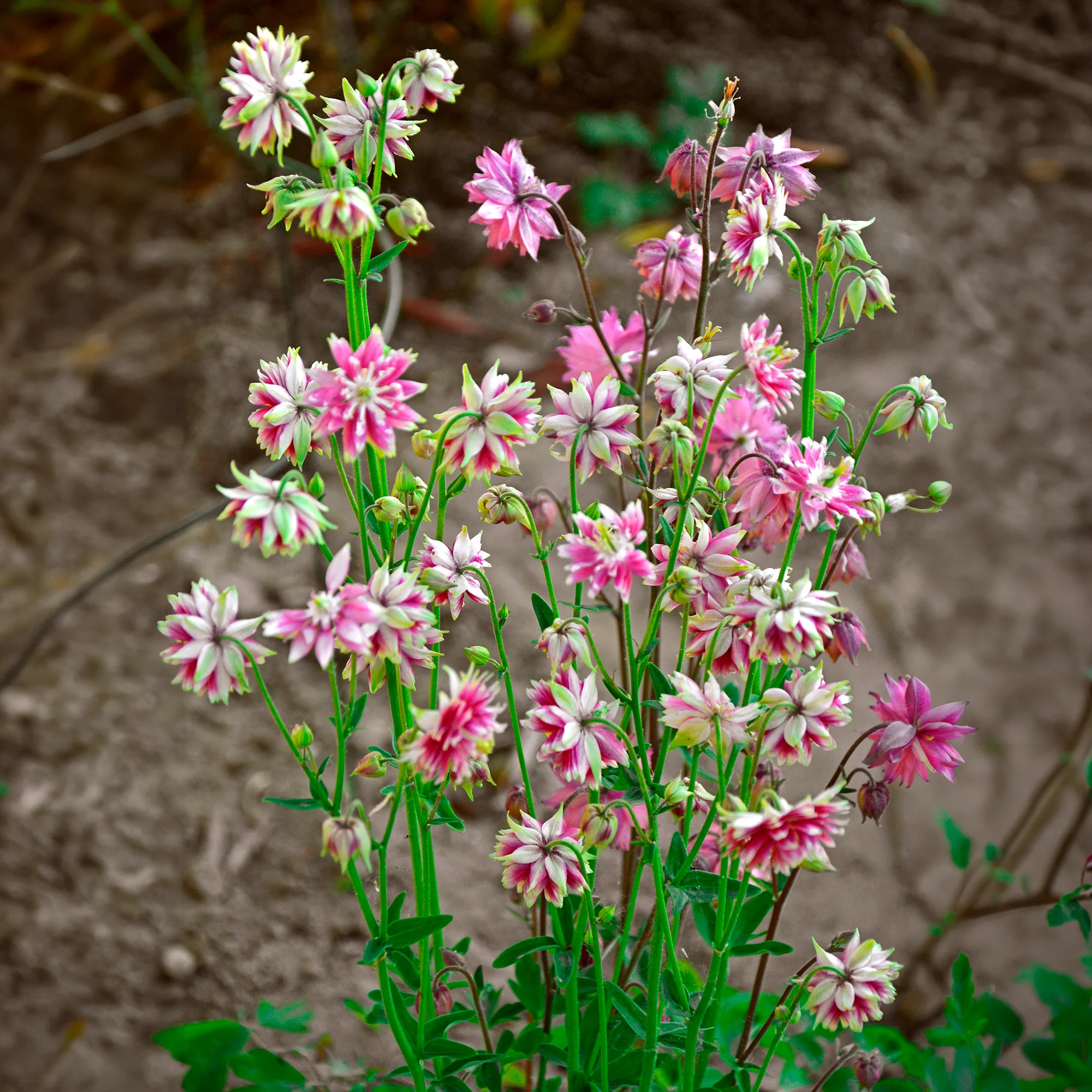 Garten-Akelei Nora Barlow - Image 2