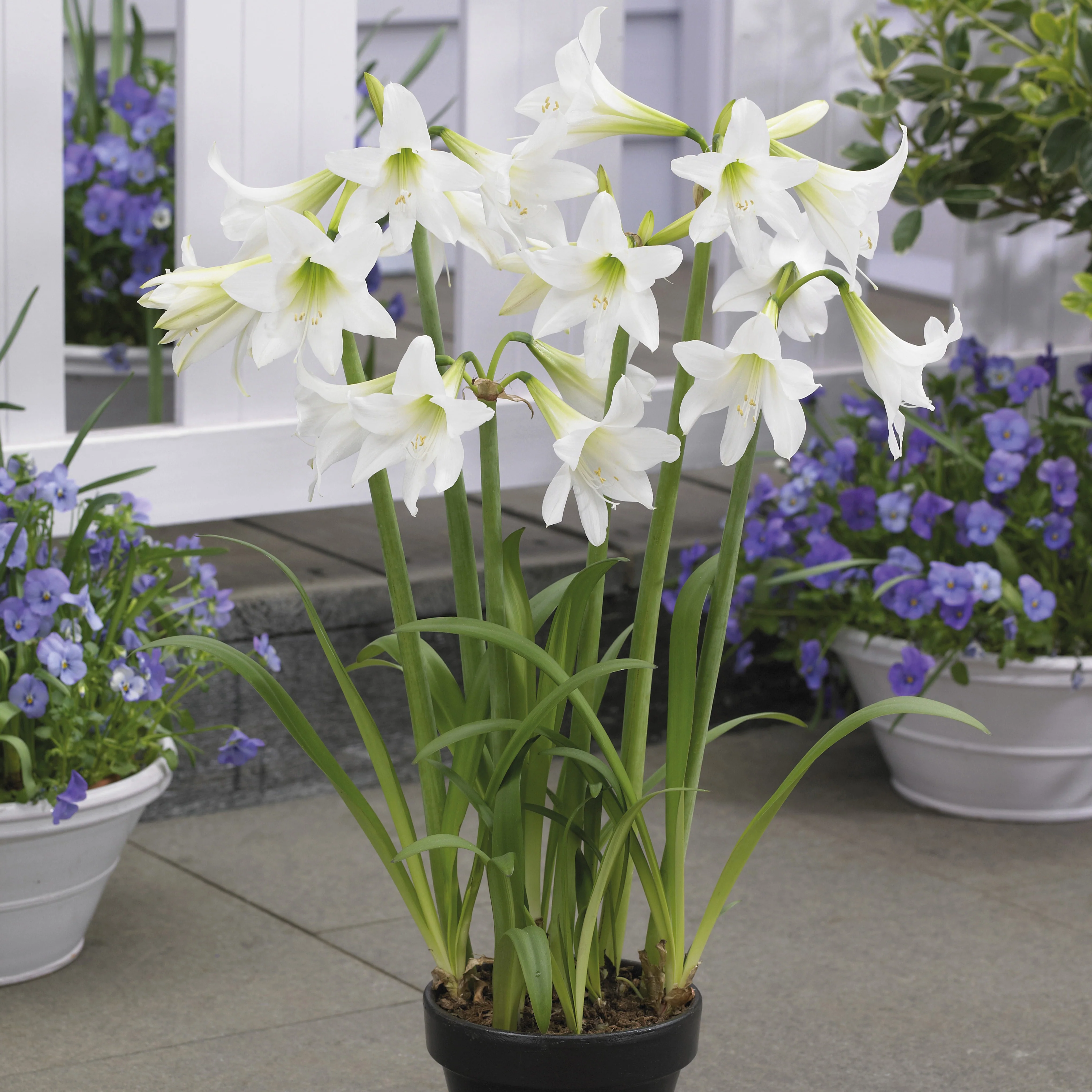 Garten-Amaryllis ‘Sonatini White’ (x3)