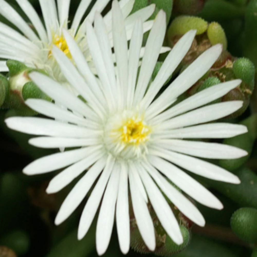 Garten-Mittagsblume Graaf Reinet - Image 2