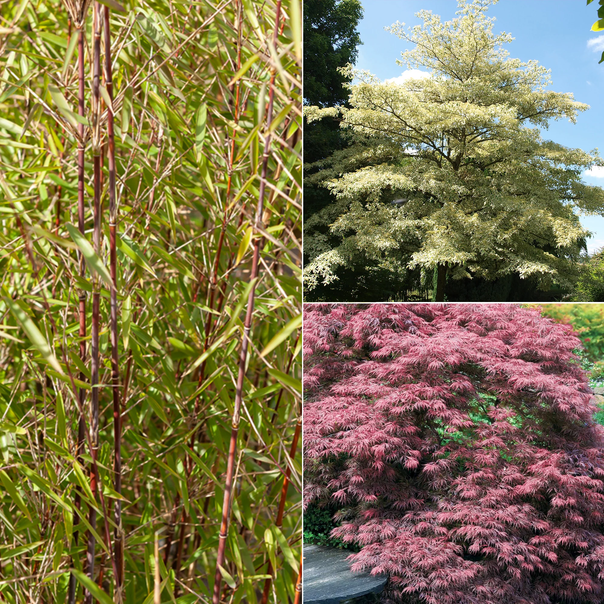 Gartenbambus, Pagoden-Hartriegel, Fächerahorn (x3)