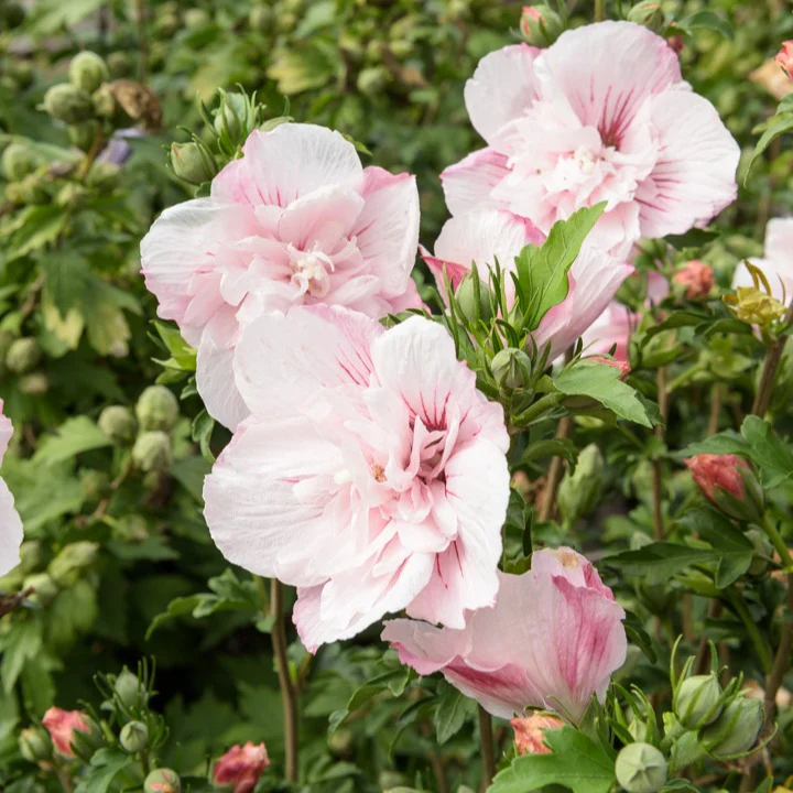 Garteneibisch ‘Pink Chiffon’ - Image 3