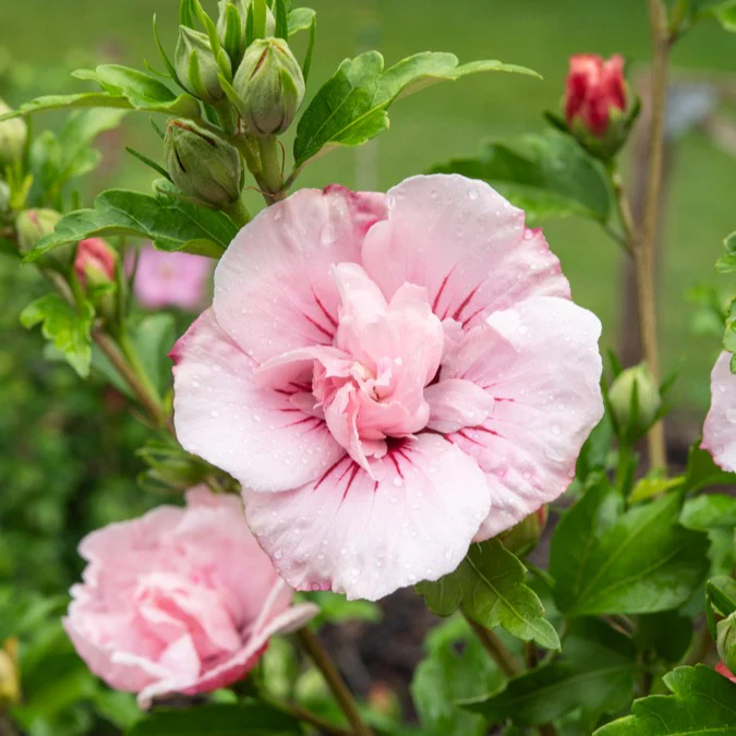 Garteneibisch ‘Pink Chiffon’ - Image 5