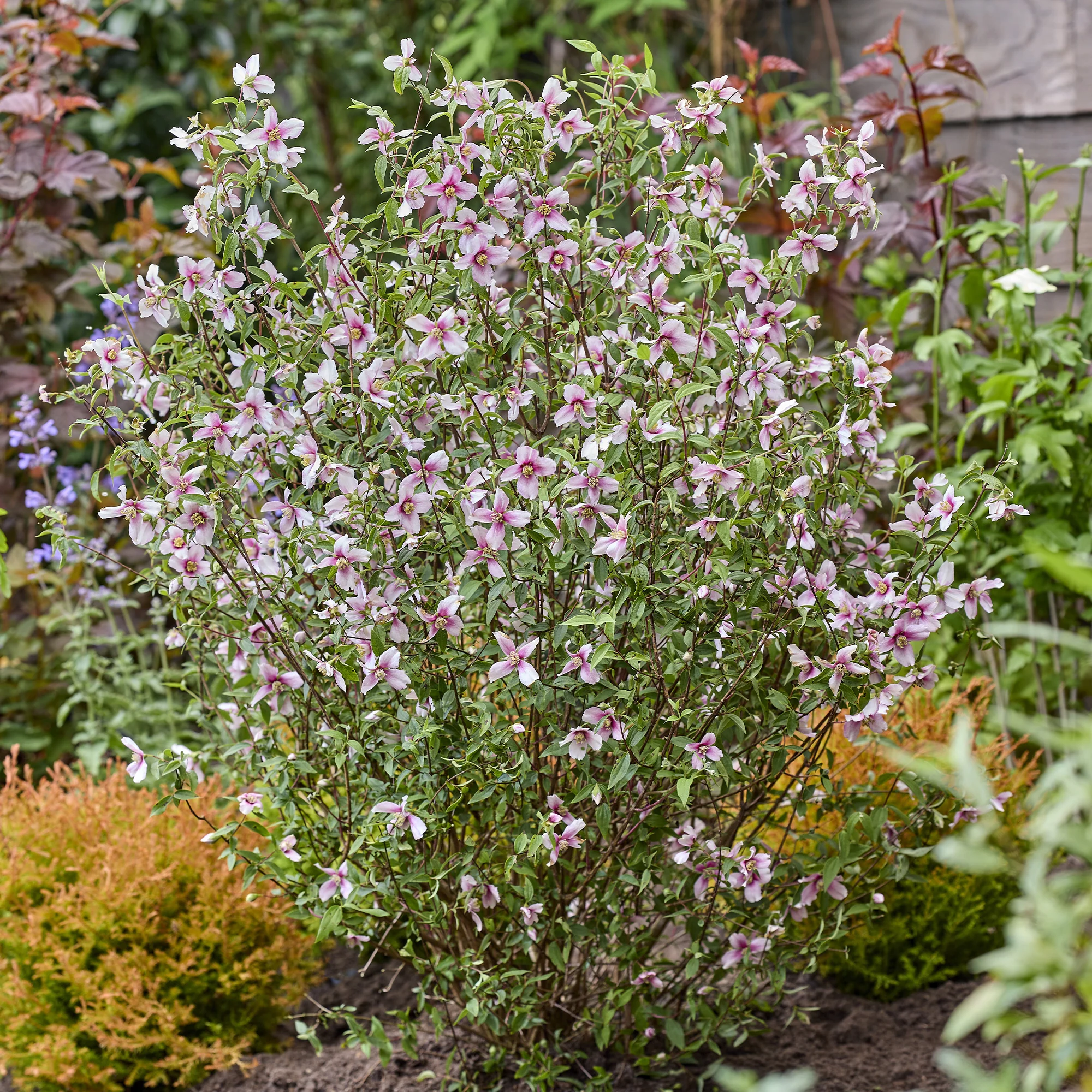 Gartenjasmin Petite Perfume® Pink - Image 2