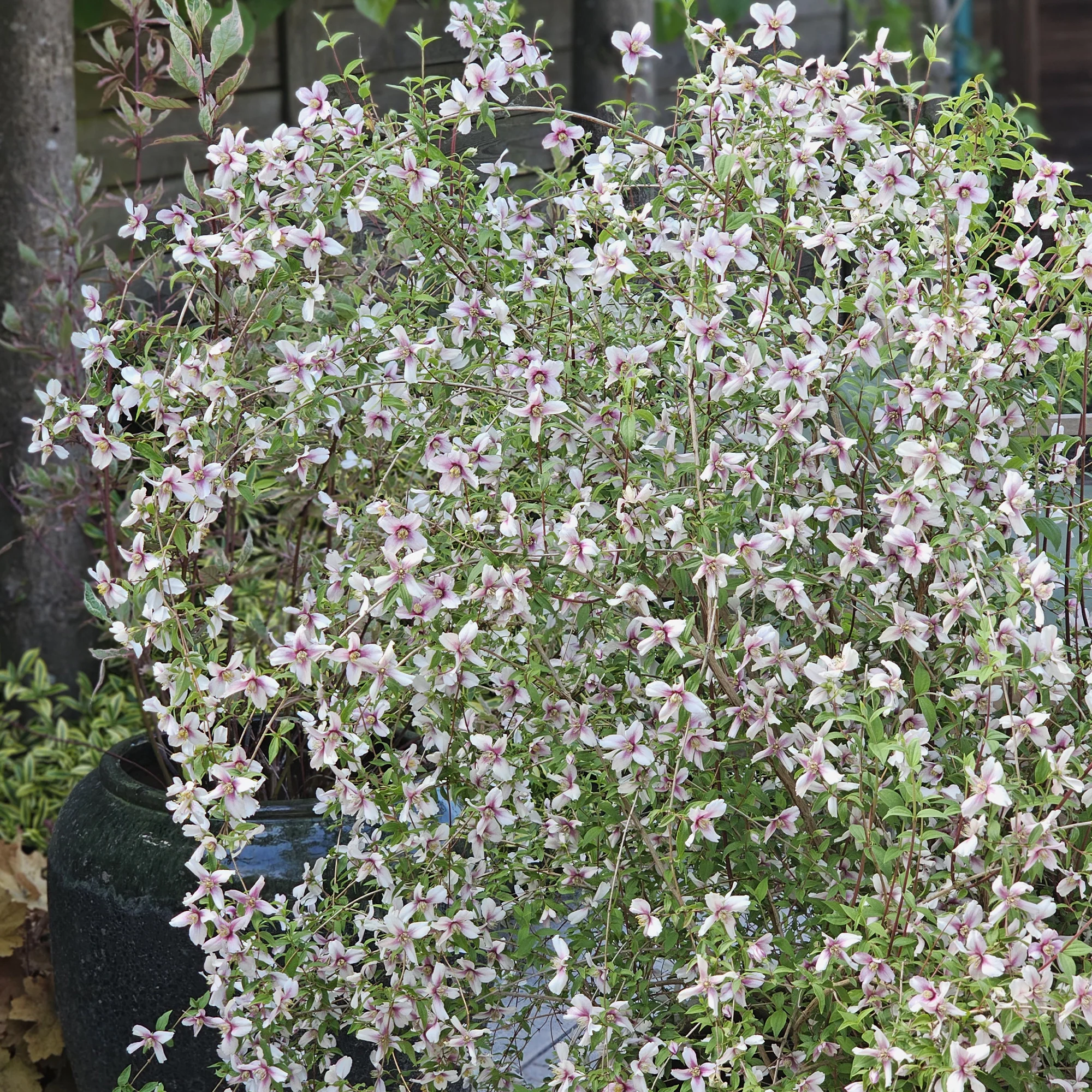 Gartenjasmin Petite Perfume® Pink - Image 3