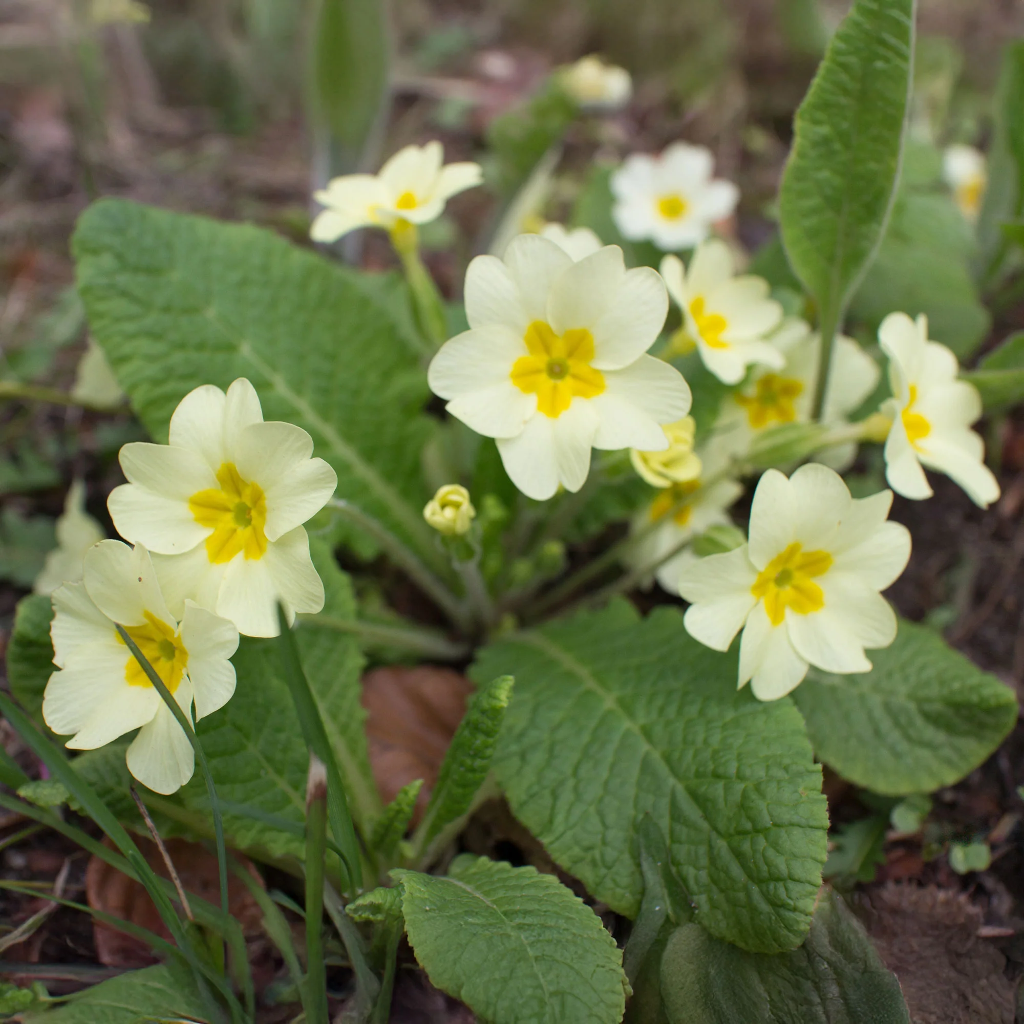 Gartenprimel