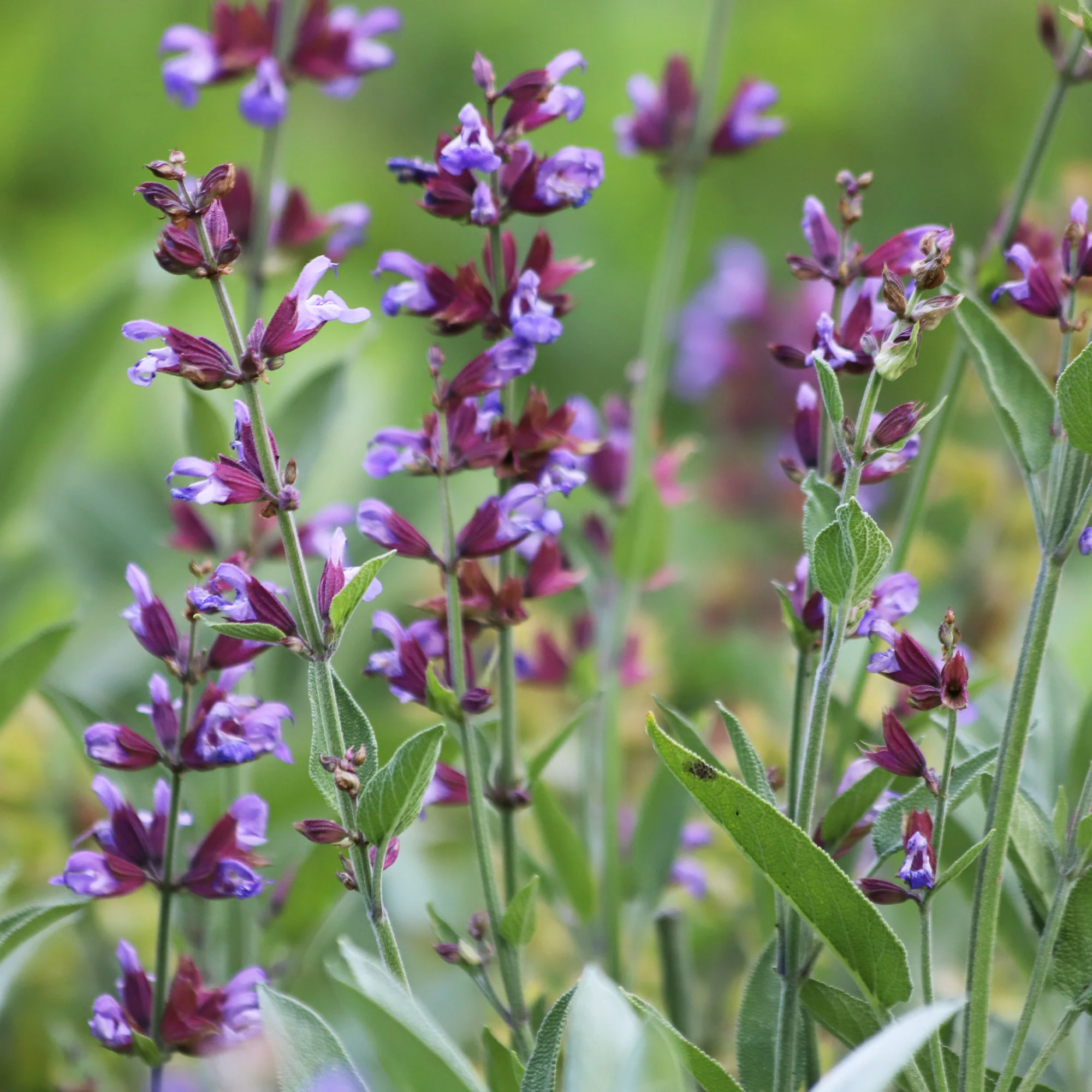 Gartensalbei - Image 3