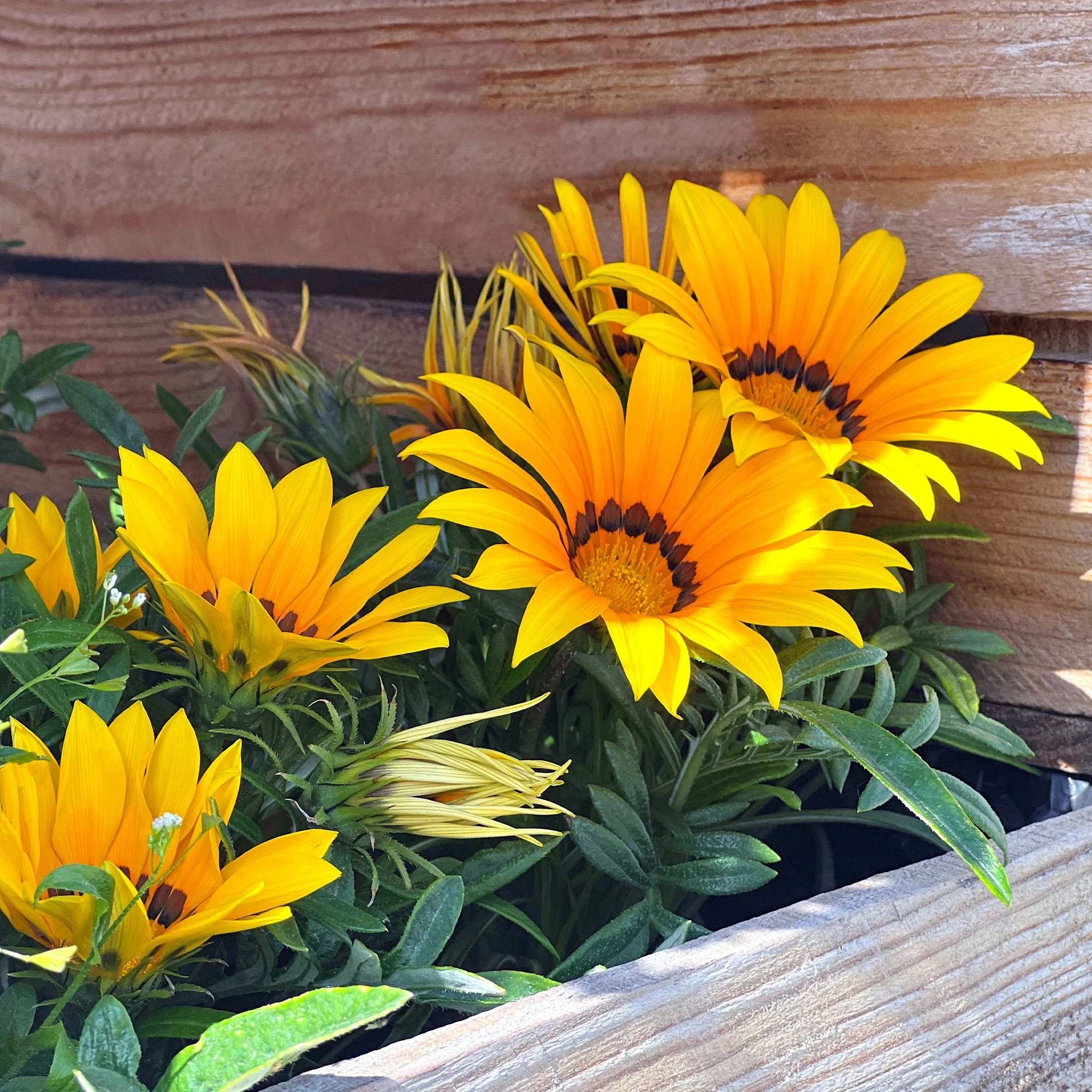 Gazania Suncarpet® - Image 3