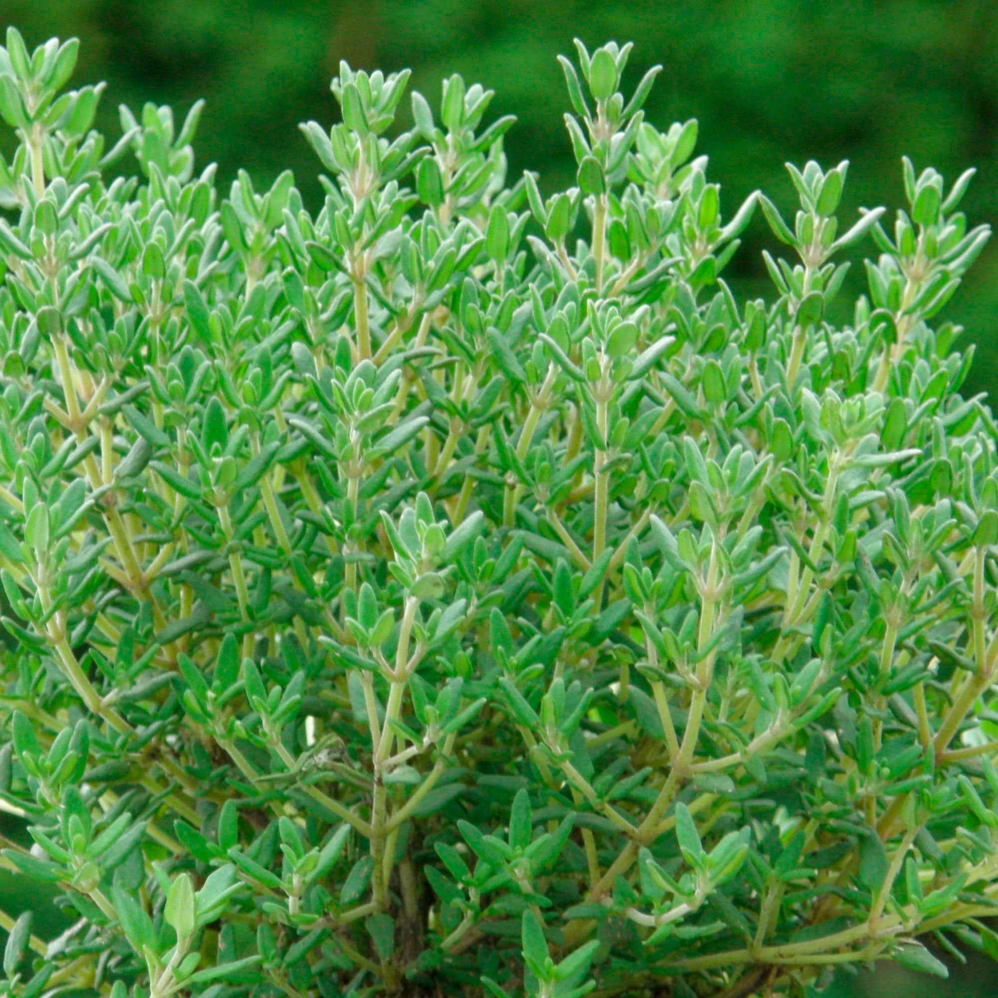 Gedrungener Thymian 'Compactus' - Image 3