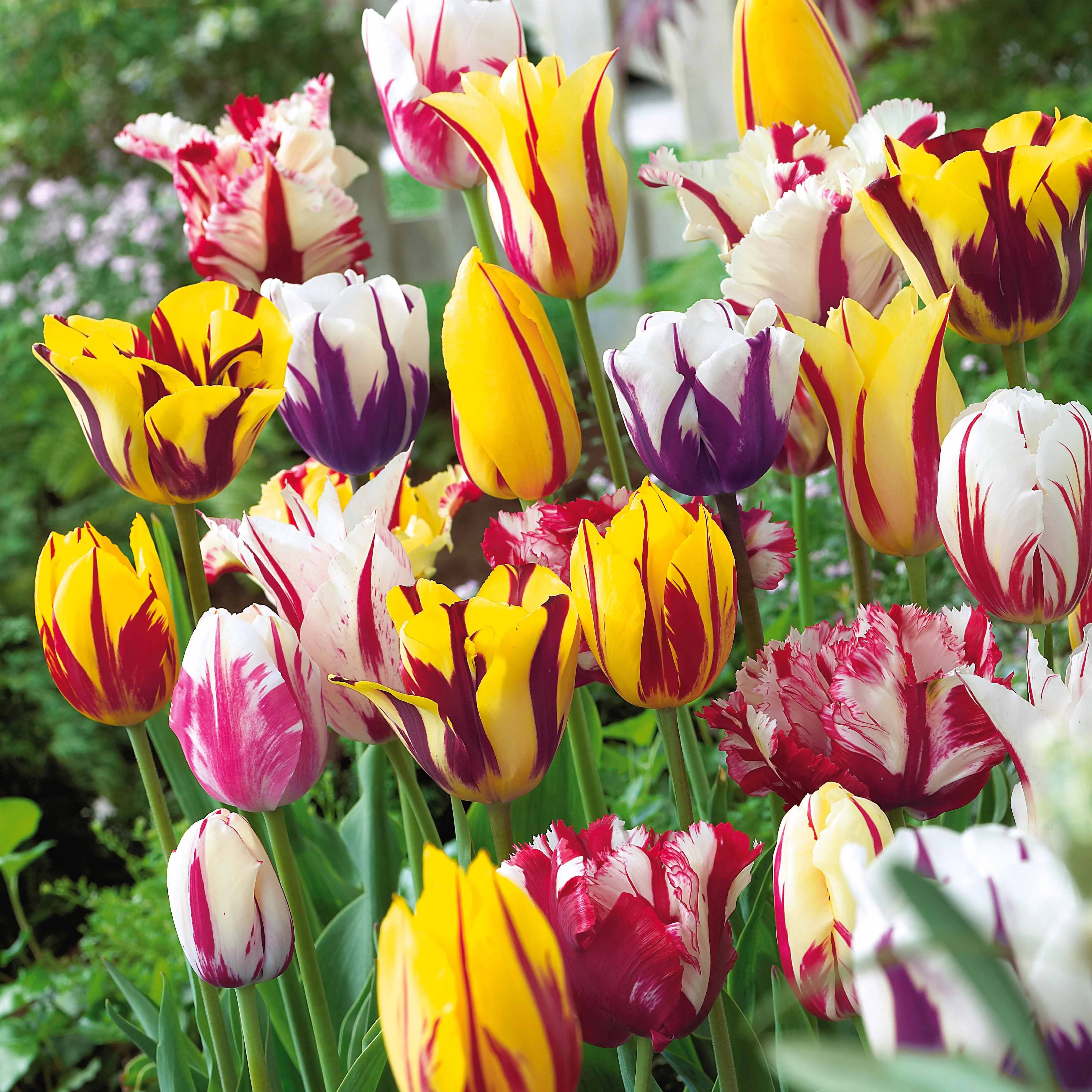 Geflammte Tulpen Mischung (x20)