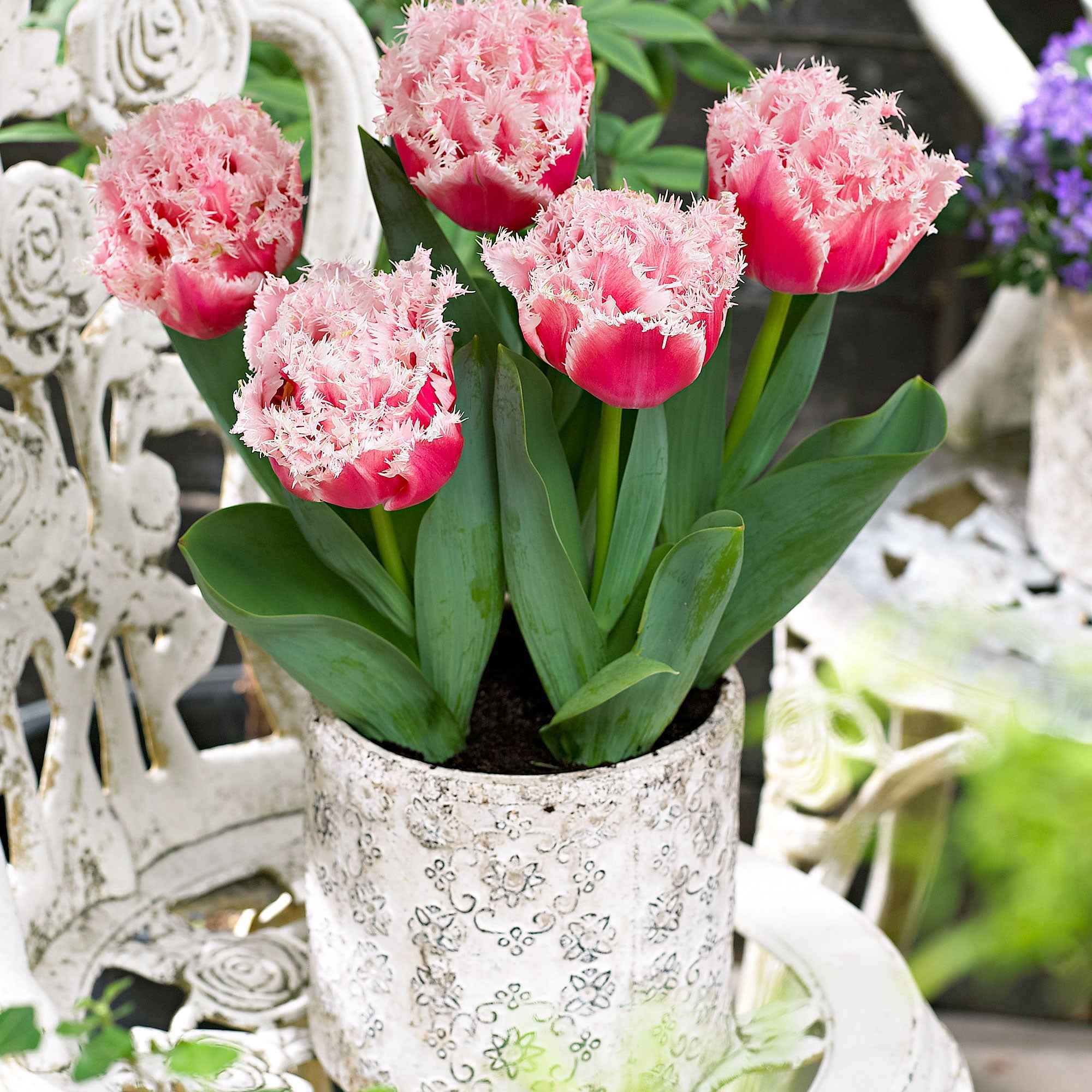 Gefranste, gefüllte Tulpe ‘Queensland’ (x5) - Image 3