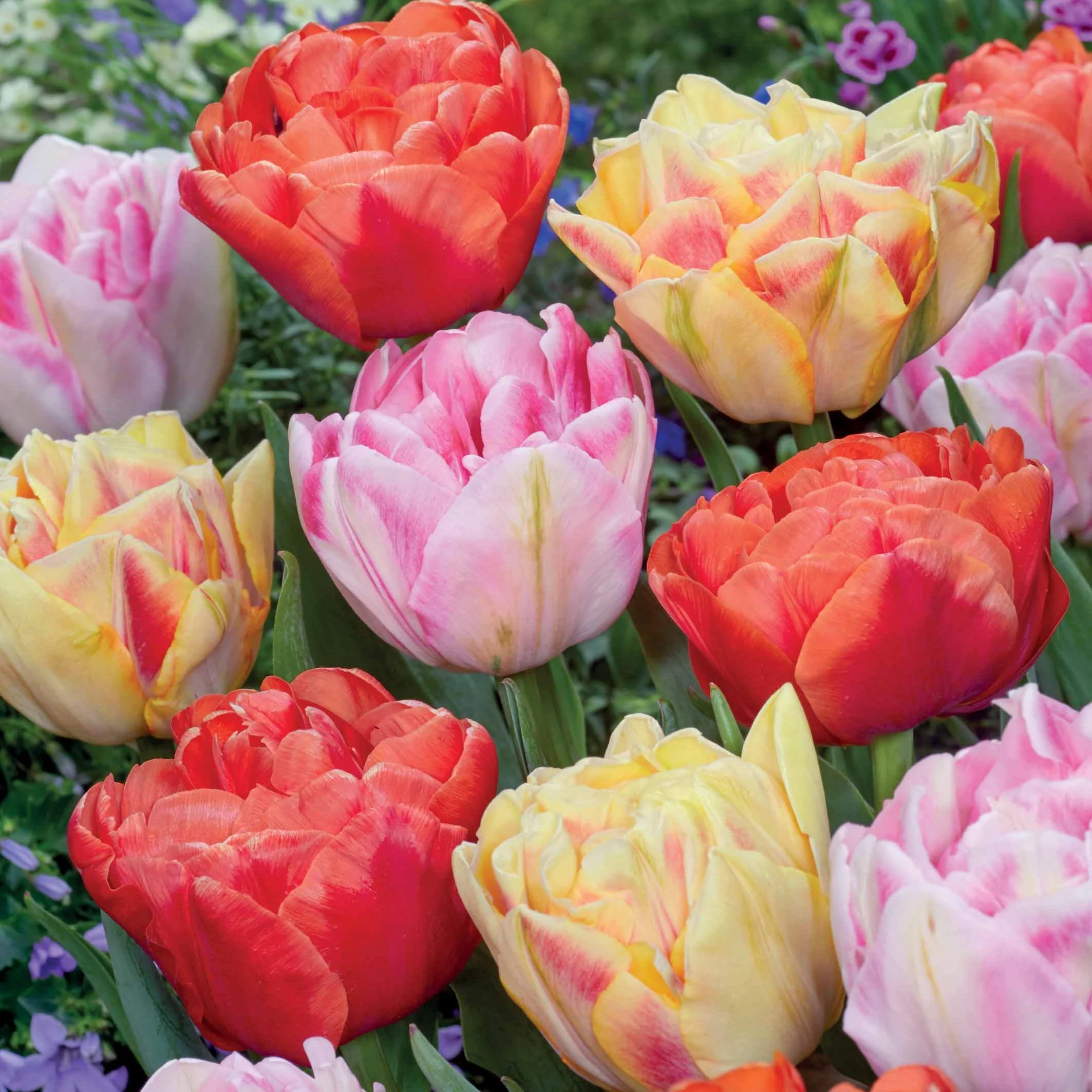 Gefüllte Pfingstrosen-Tulpen Mischung (x12)