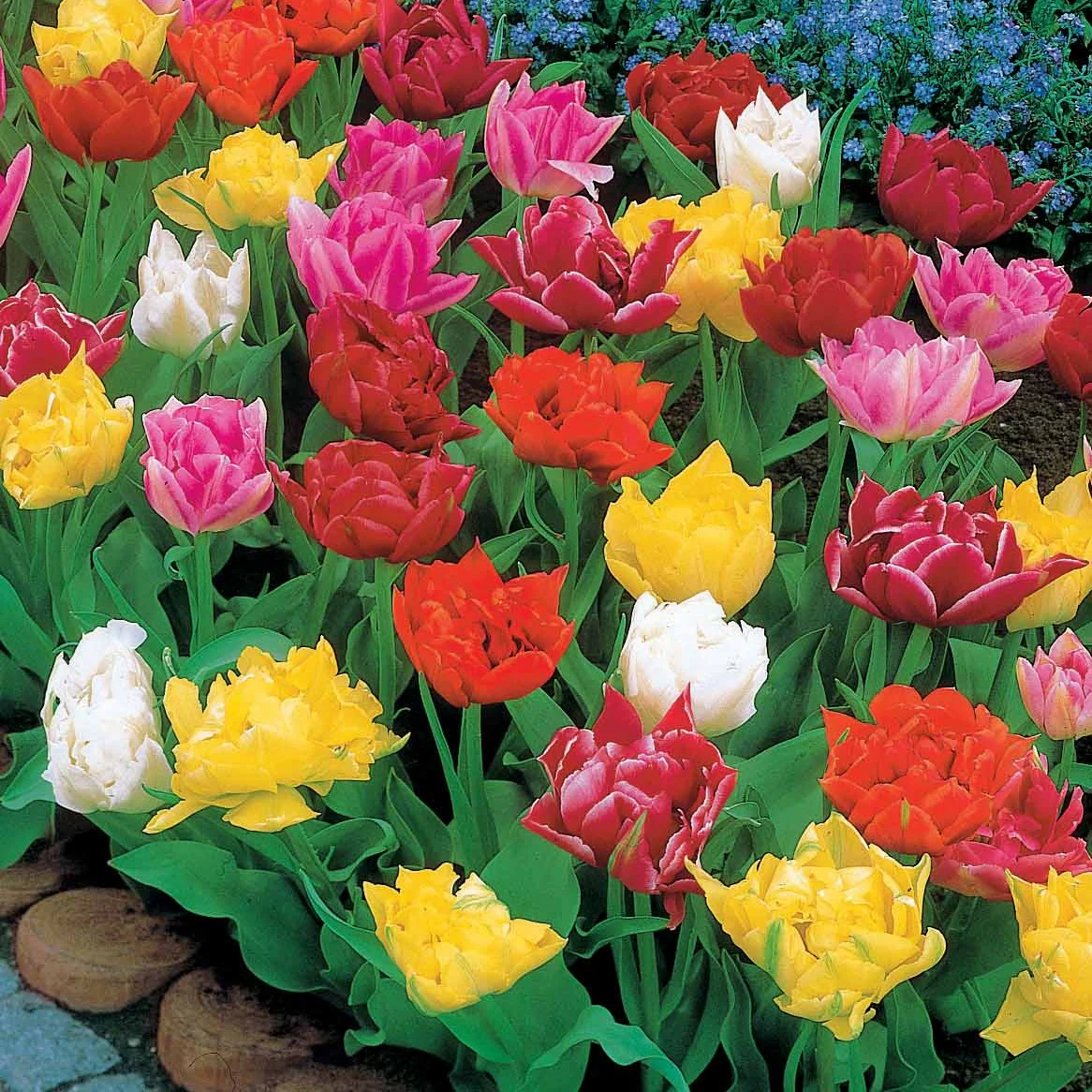 Gefüllte Tulpe 'Murillo' (x60)