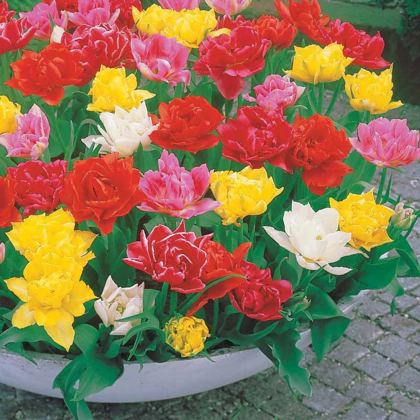 Gefüllte Tulpe 'Murillo' (x60) - Image 2