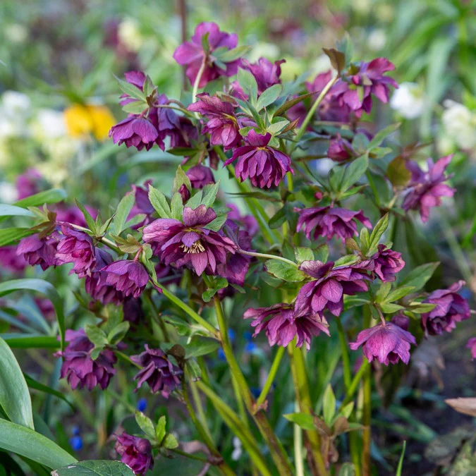 gefüllte violette Helleborus Ellen (x2) - Image 3