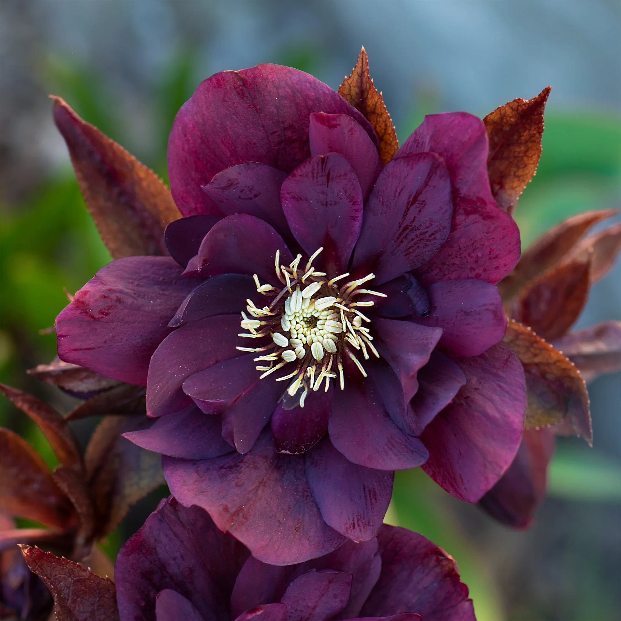 gefüllte violette Helleborus Ellen (x2) - Image 5