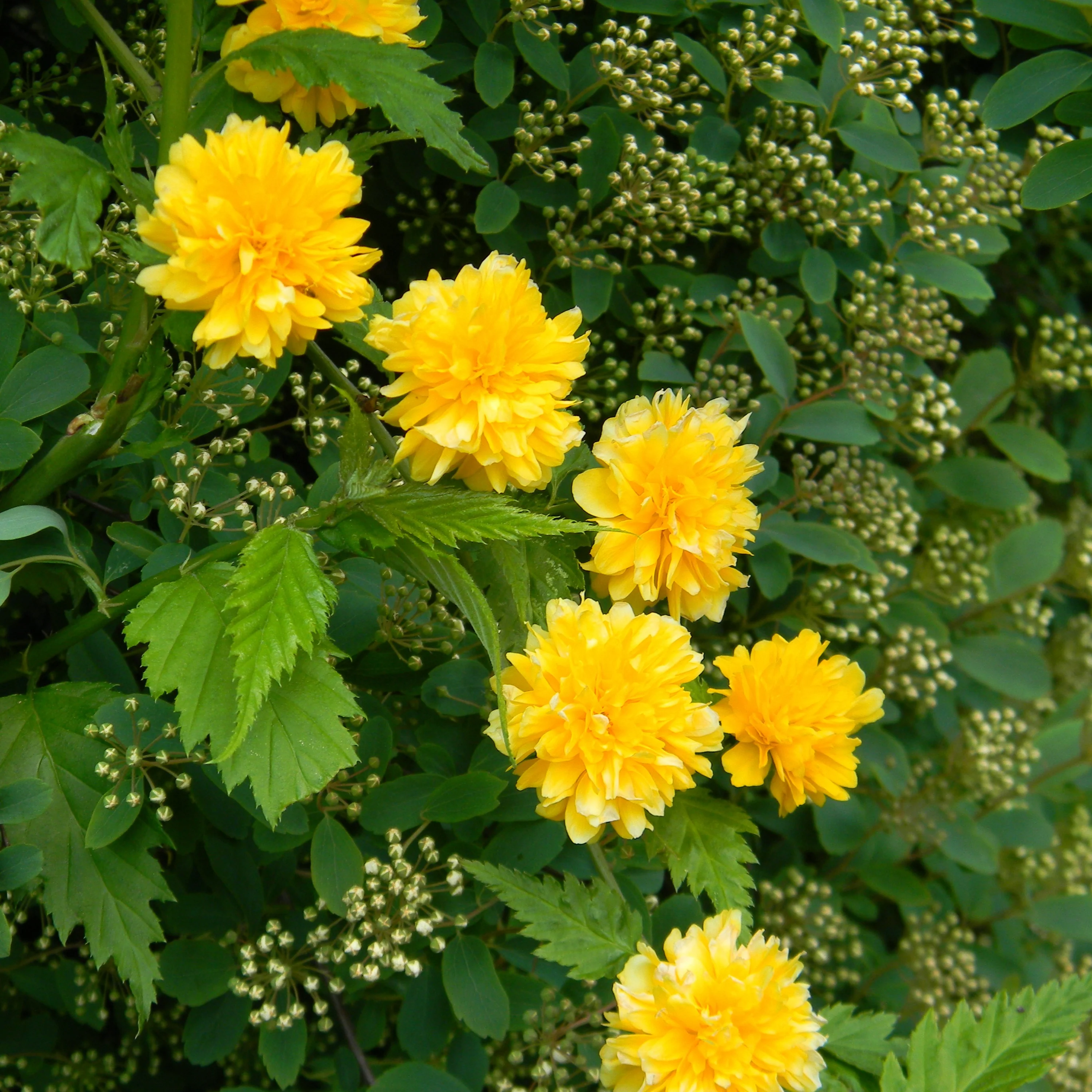 Gefüllter Ranunkelstrauch Pleniflora - Image 3