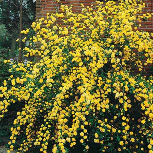 Gefüllter Ranunkelstrauch Pleniflora - Image 4
