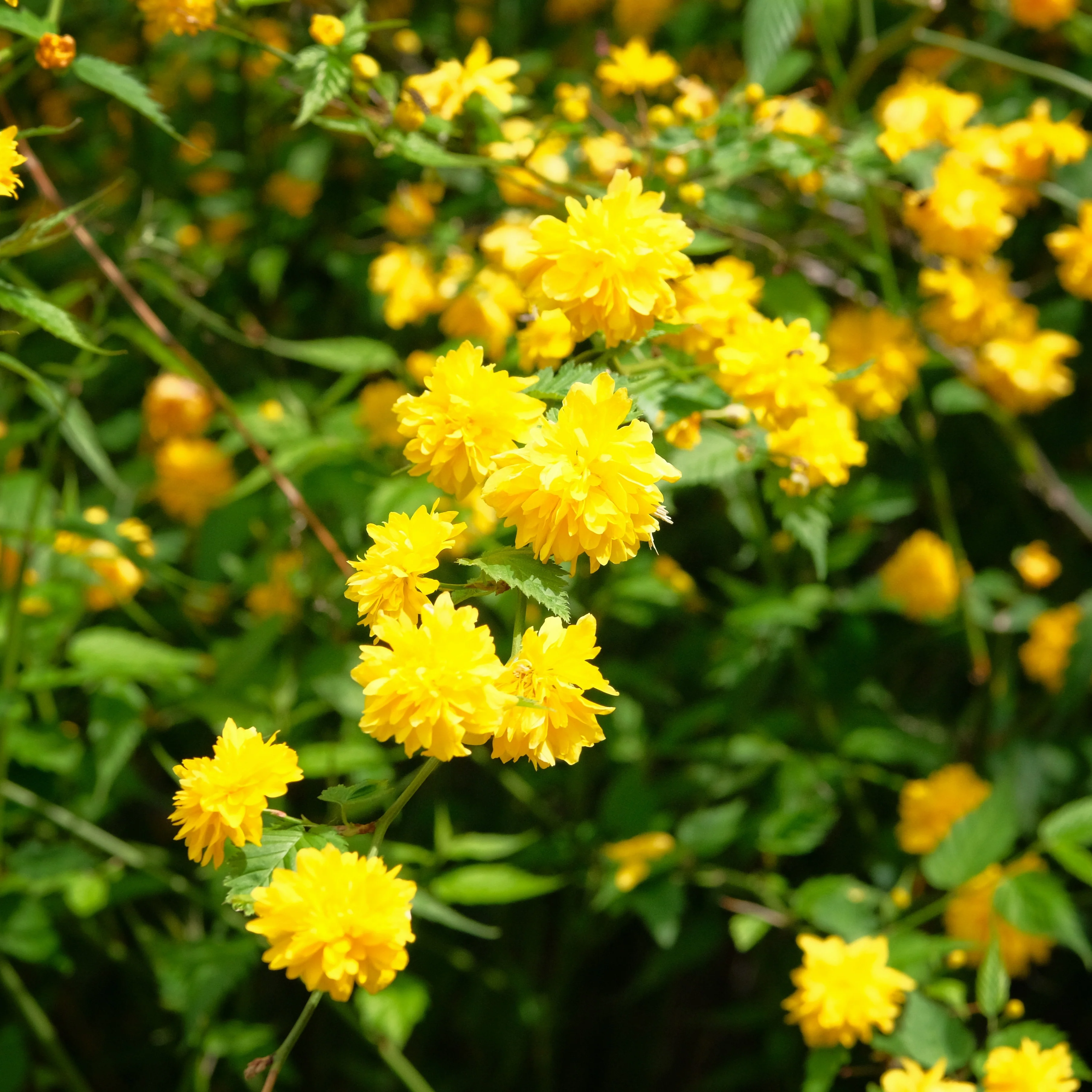 Gefüllter Ranunkelstrauch Pleniflora - Image 5
