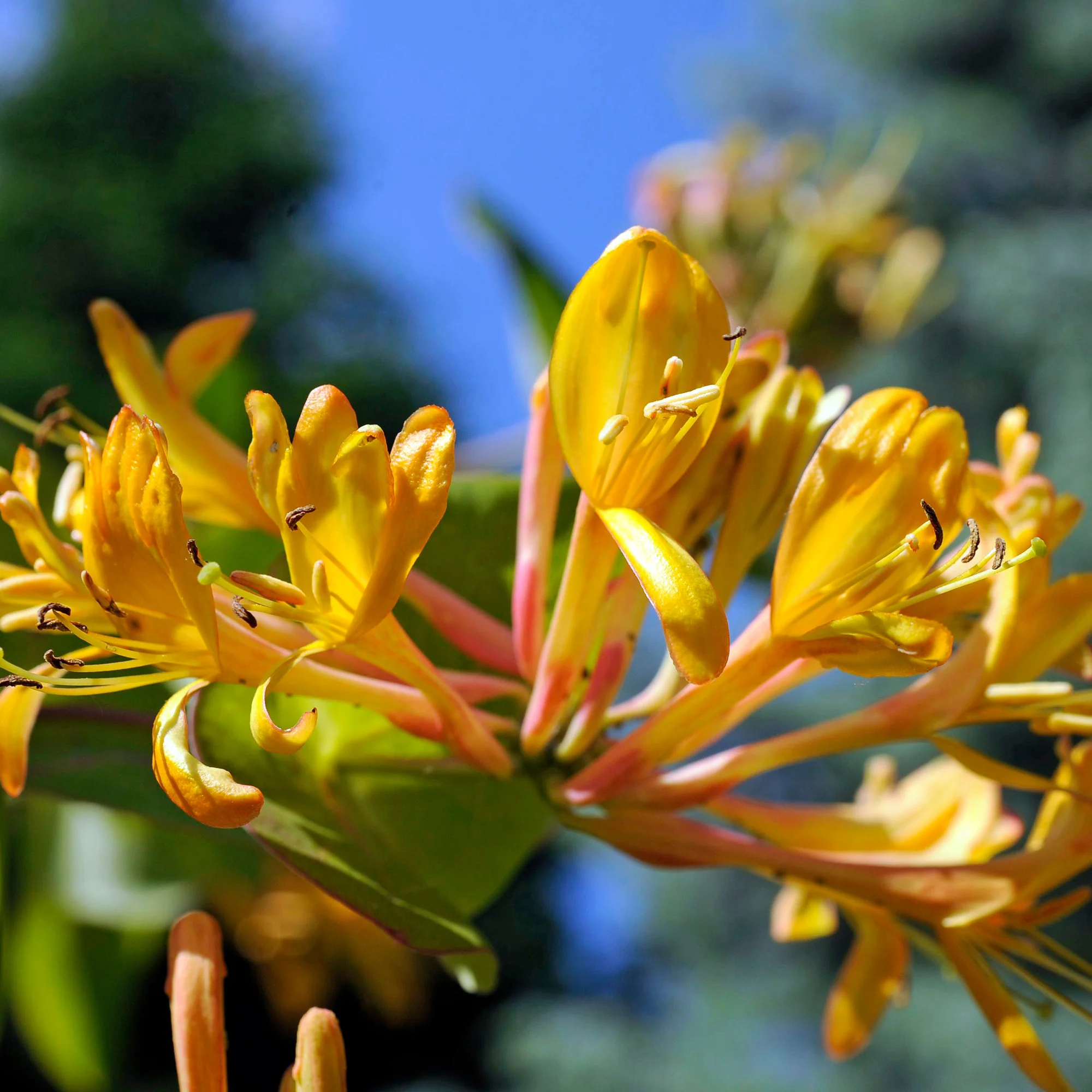 Geißblatt 'Copper Beauty'