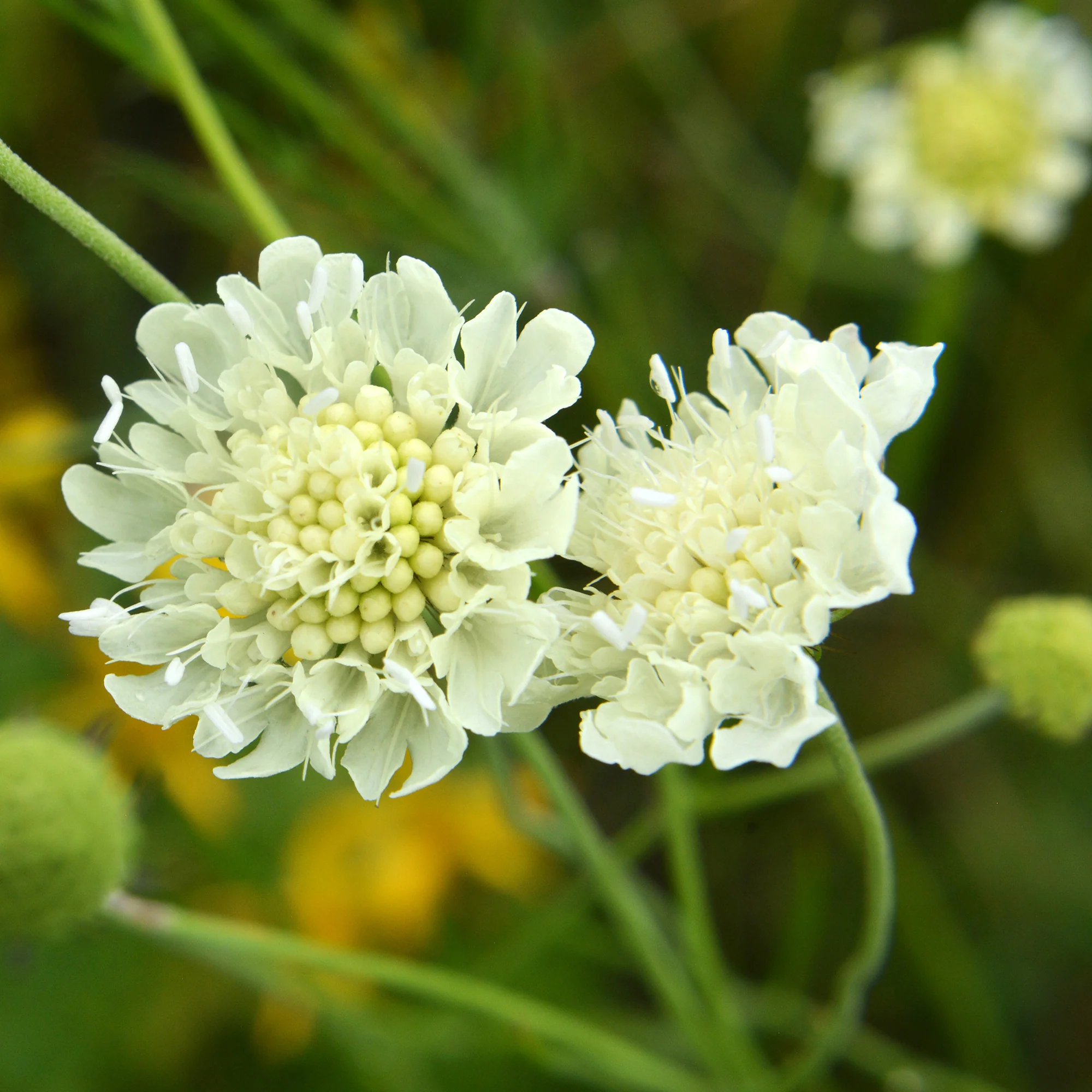 Gelbblühendes Krätzkraut - Image 3