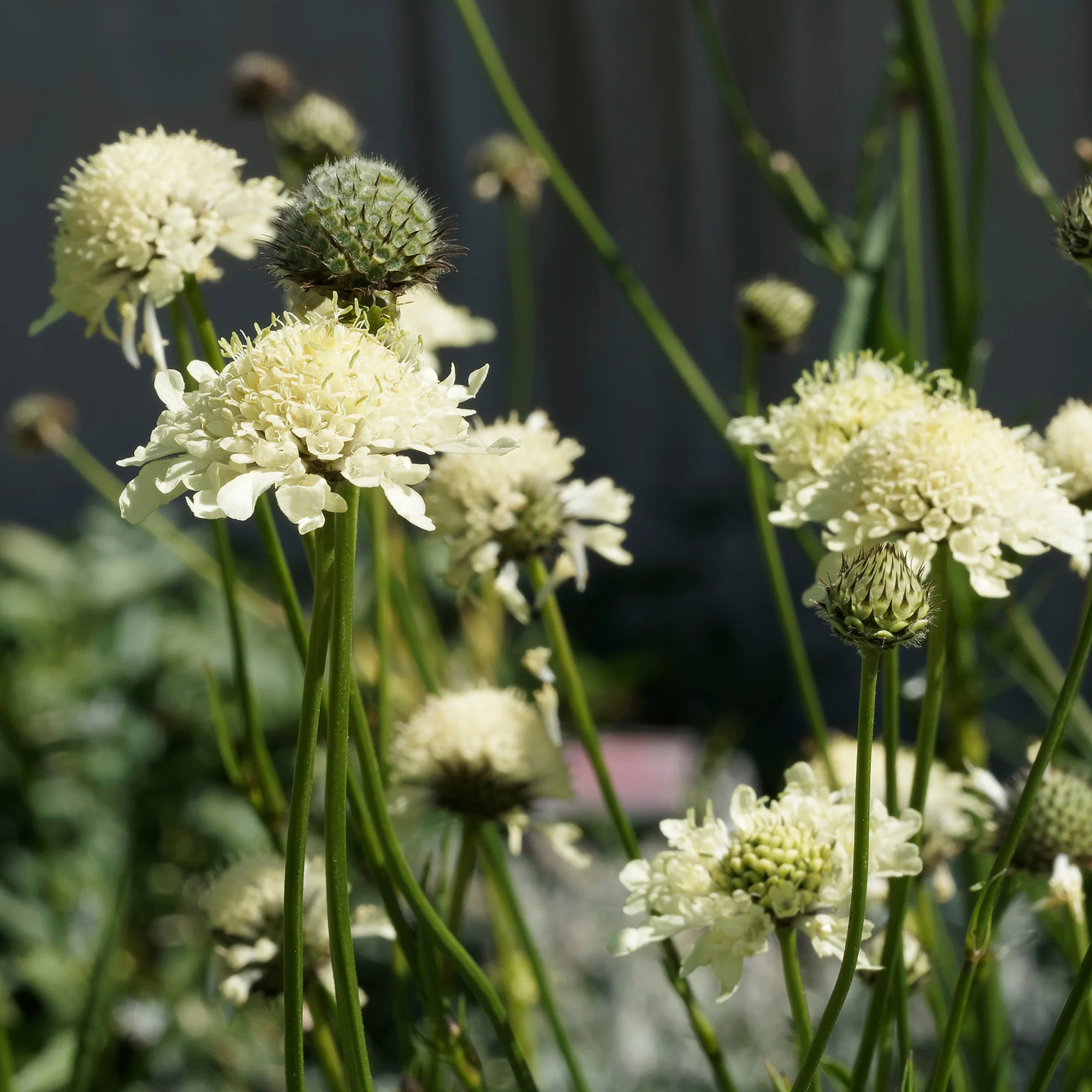 Gelbblühendes Krätzkraut - Image 4