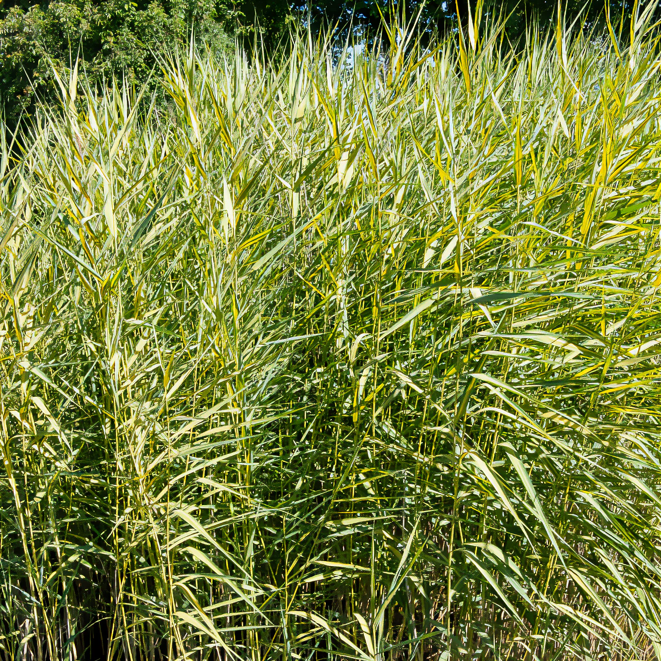 Gelbbuntes Schilf - Image 3