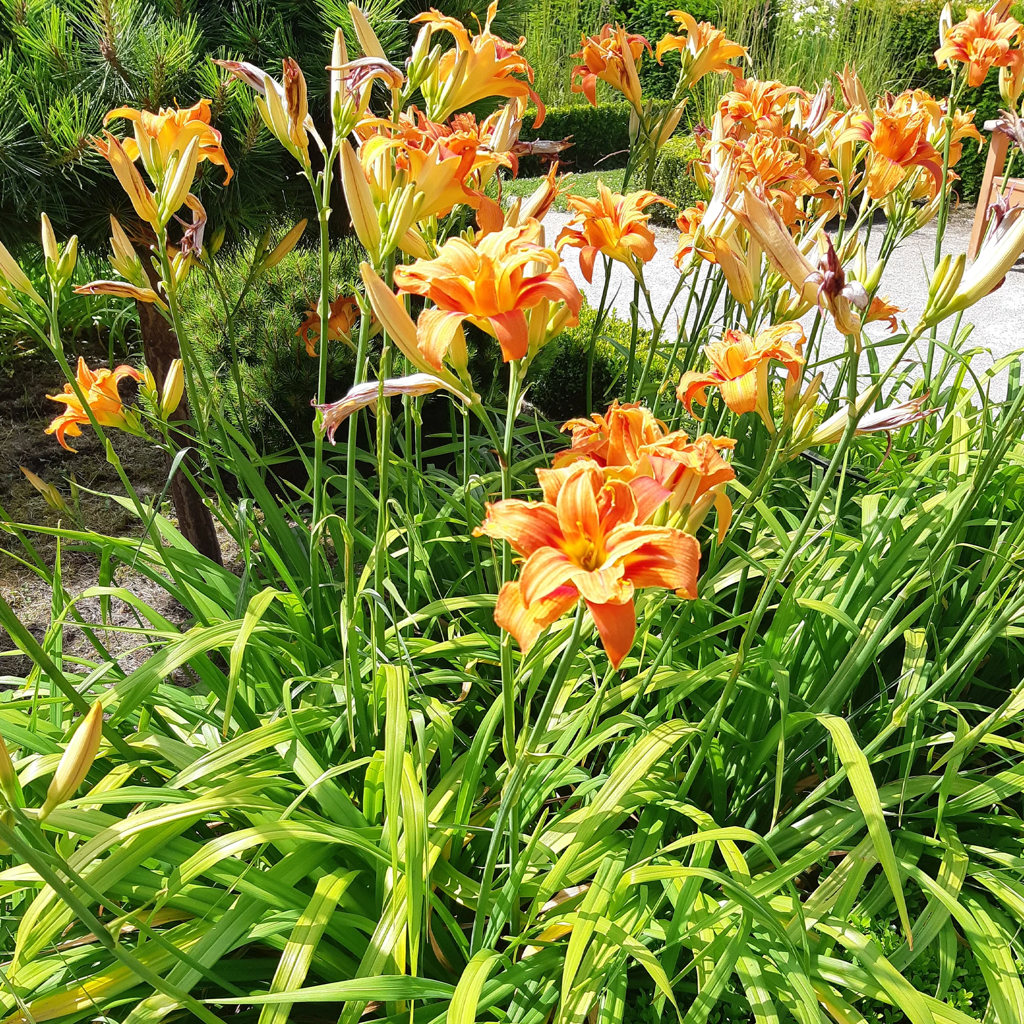 Gelbe Taglilie 'Flore Pleno' - Image 3