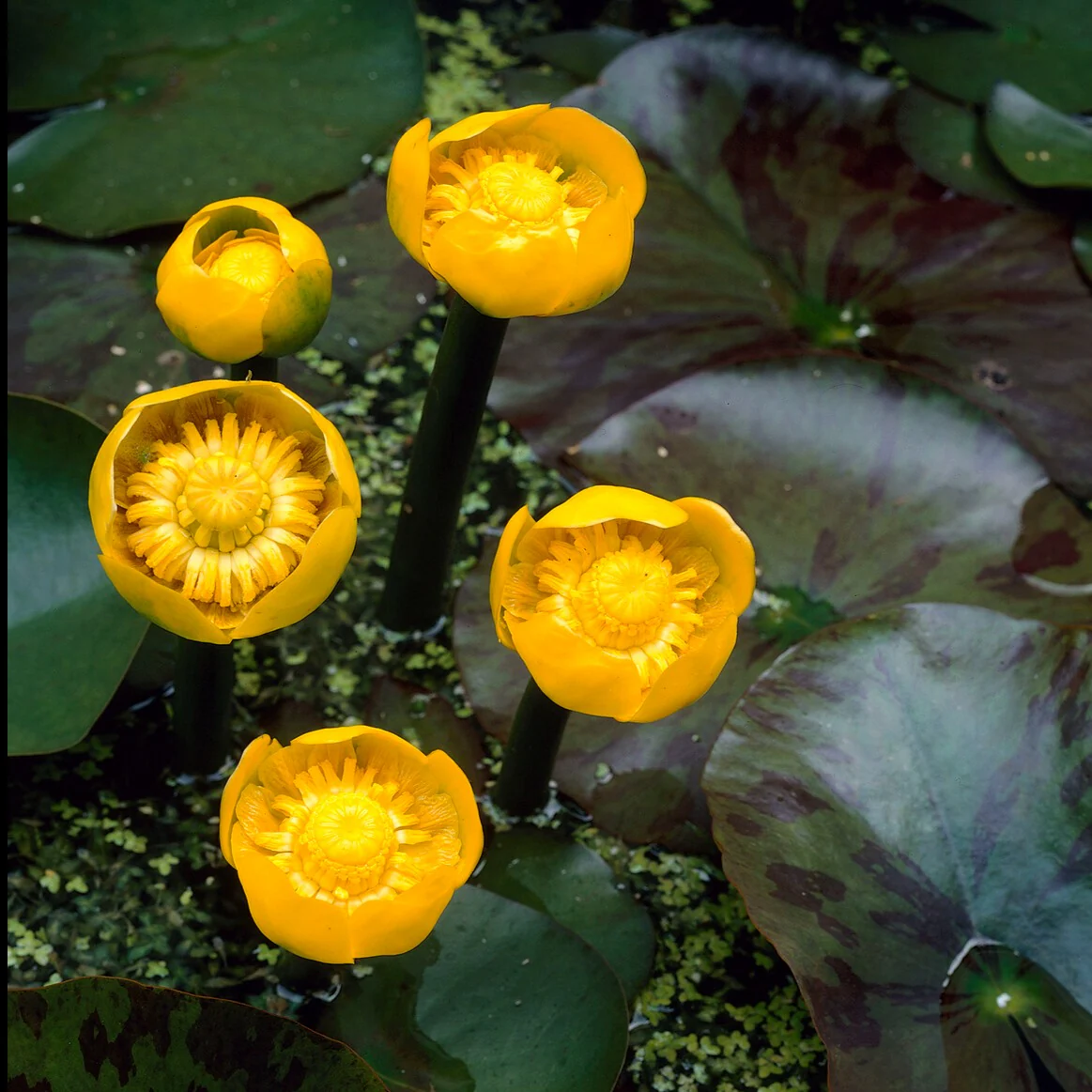Gelbe Teichrose - Image 3