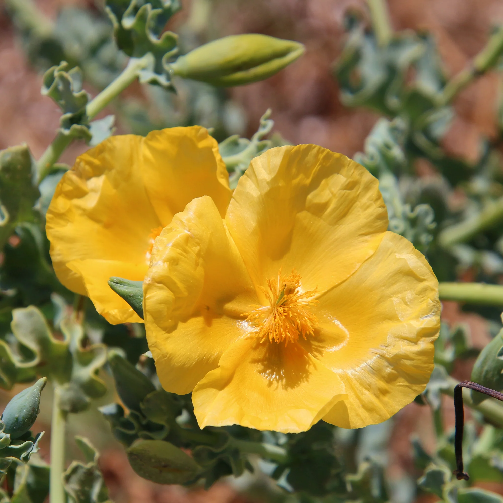 Gelber Hornmohn - Image 5