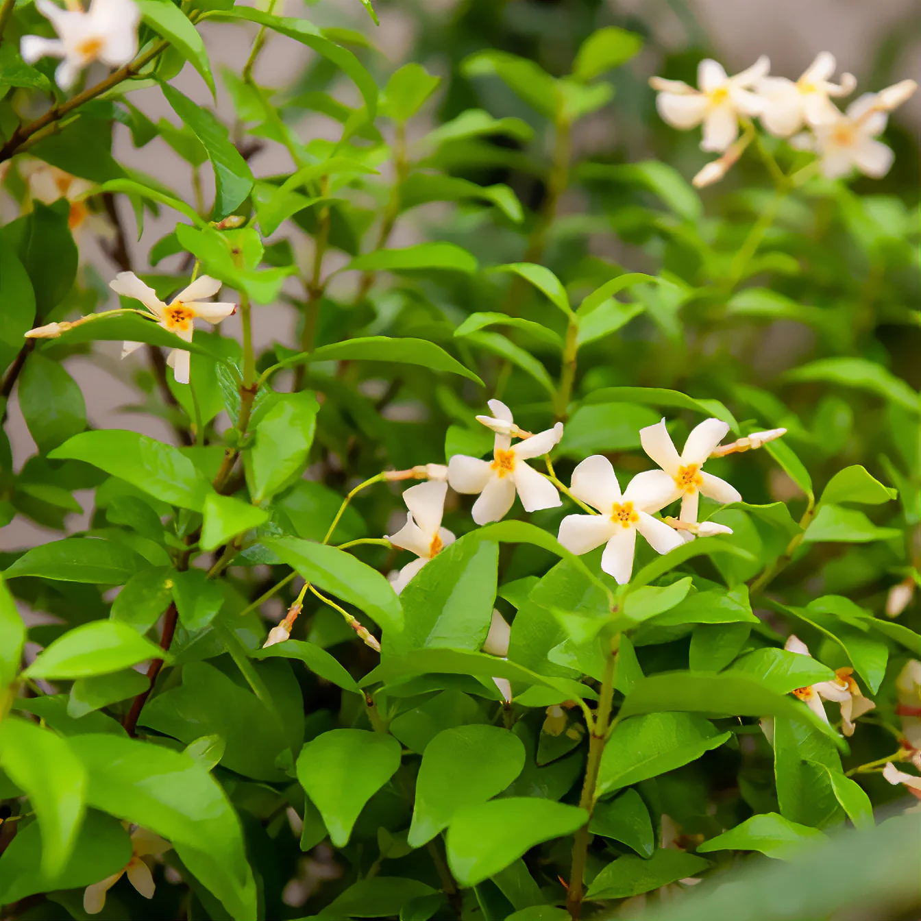 Gelber Sternjasmin - Image 2