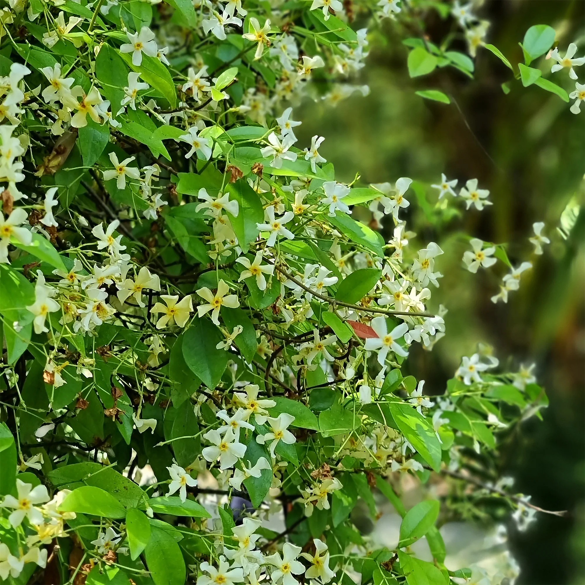 Gelber Sternjasmin - Image 3
