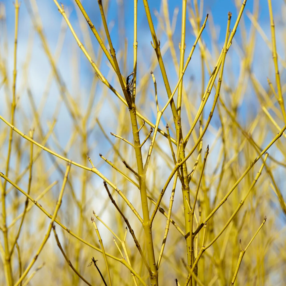 Gelbholzhartriegel Flaviramea - Image 2