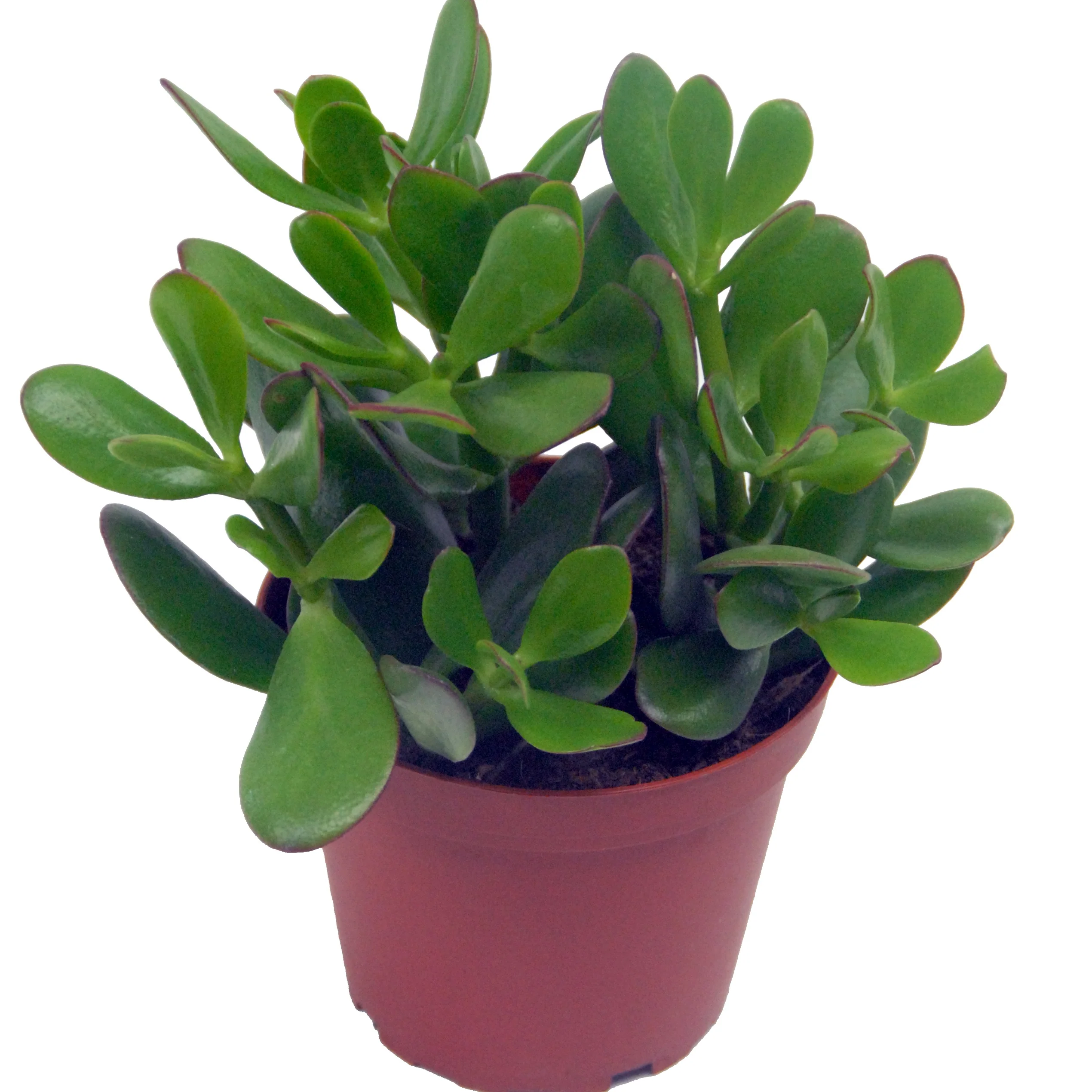 Geldbaum in weißem Blumentopf - Image 2