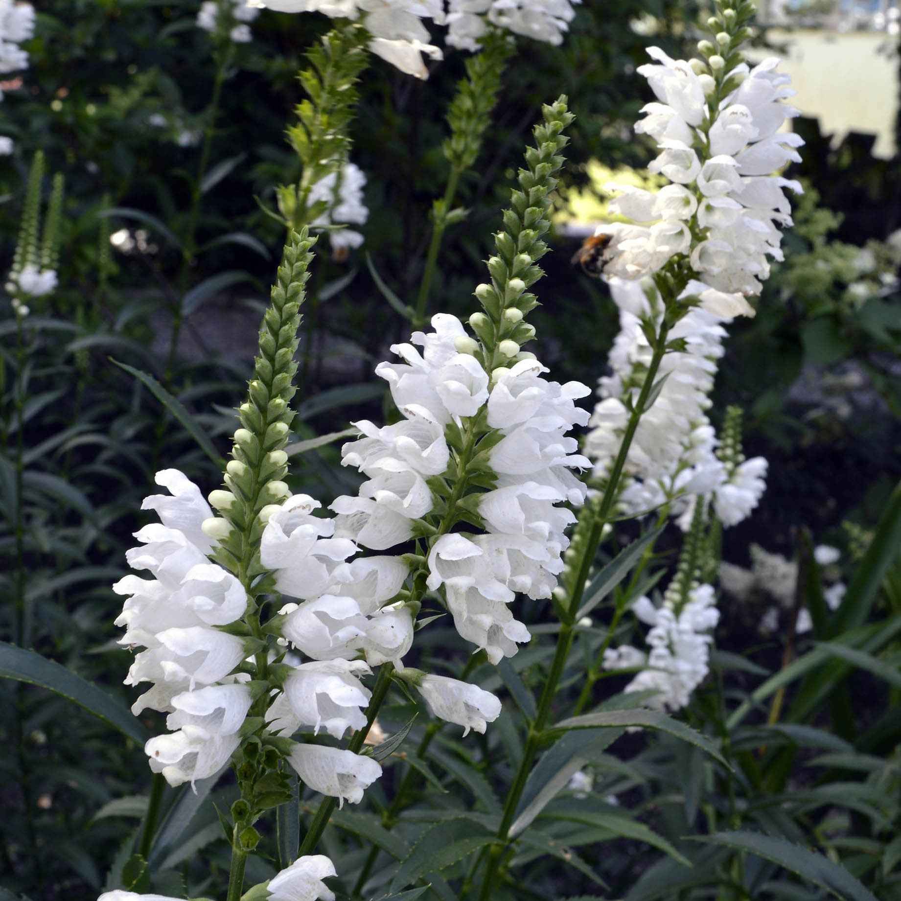 Gelenkblume 'Alba'