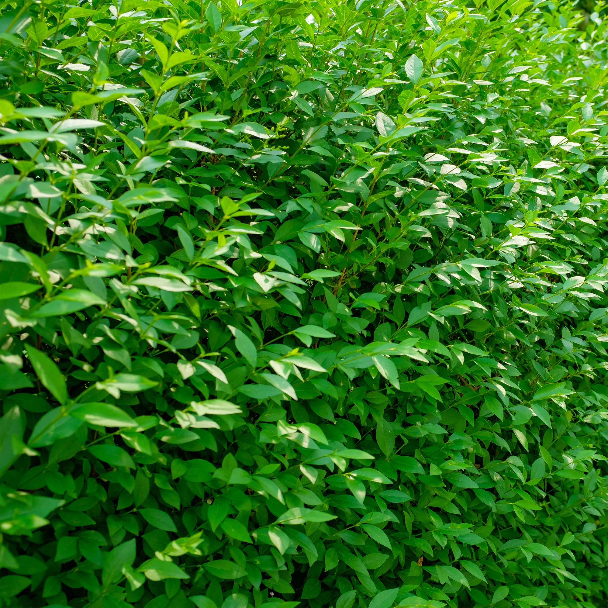 Gemeiner Liguster Atrovirens
