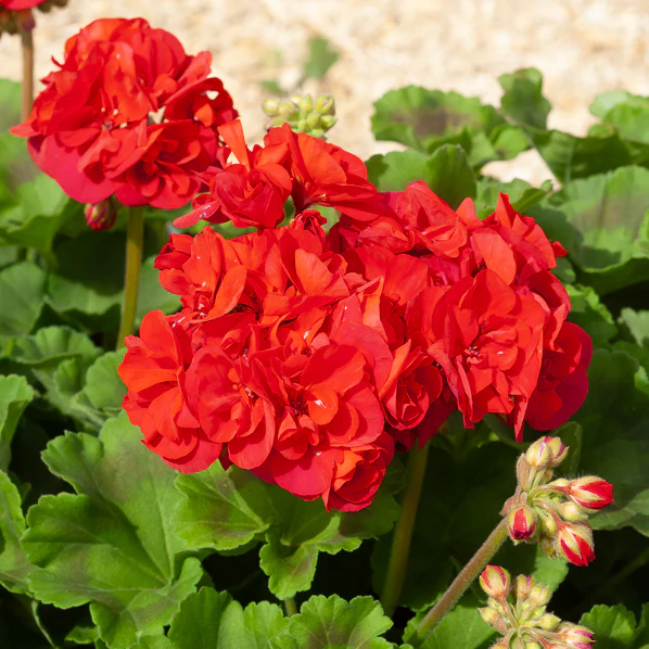 Geranie 'Toscana'® (x3) - Image 4